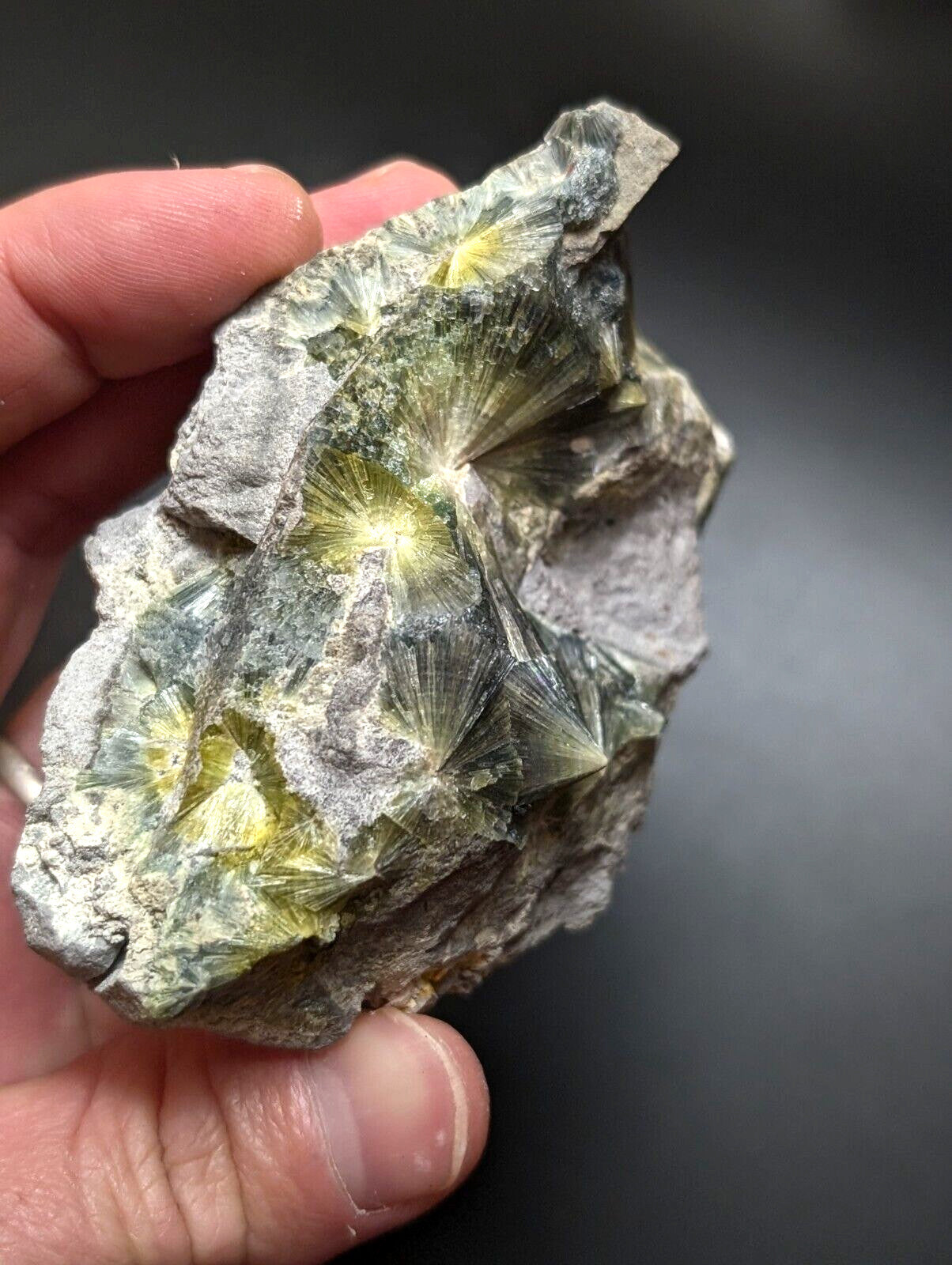 A hand holds a rough, gray rock specimen featuring several bright yellow-green star-shaped mineral formations with radiating crystalline patterns.