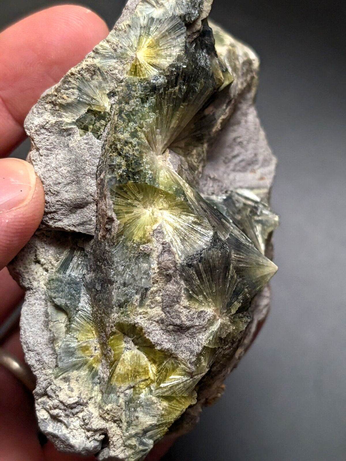A hand holds a rough, gray rock specimen featuring multiple vibrant yellow-green star-shaped crystals with radiating facets.