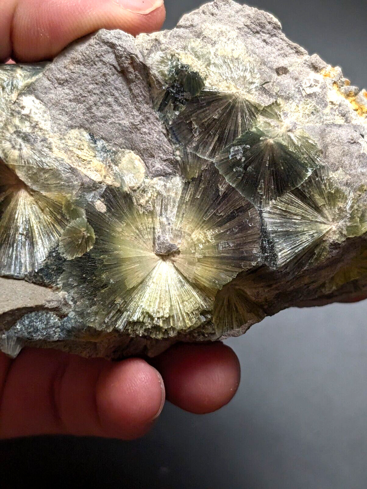 A hand holds a rough, gray rock specimen featuring prominent greenish-yellow radiating crystal formations with fan-like structures.