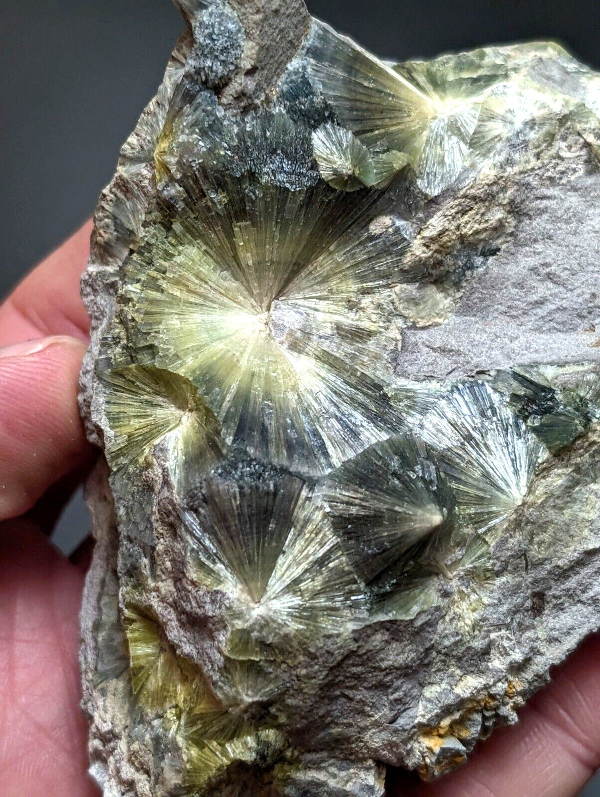 A hand holds a rough, grayish rock specimen featuring prominent translucent green and yellow radiating crystal formations with sharp, fan-like structures.