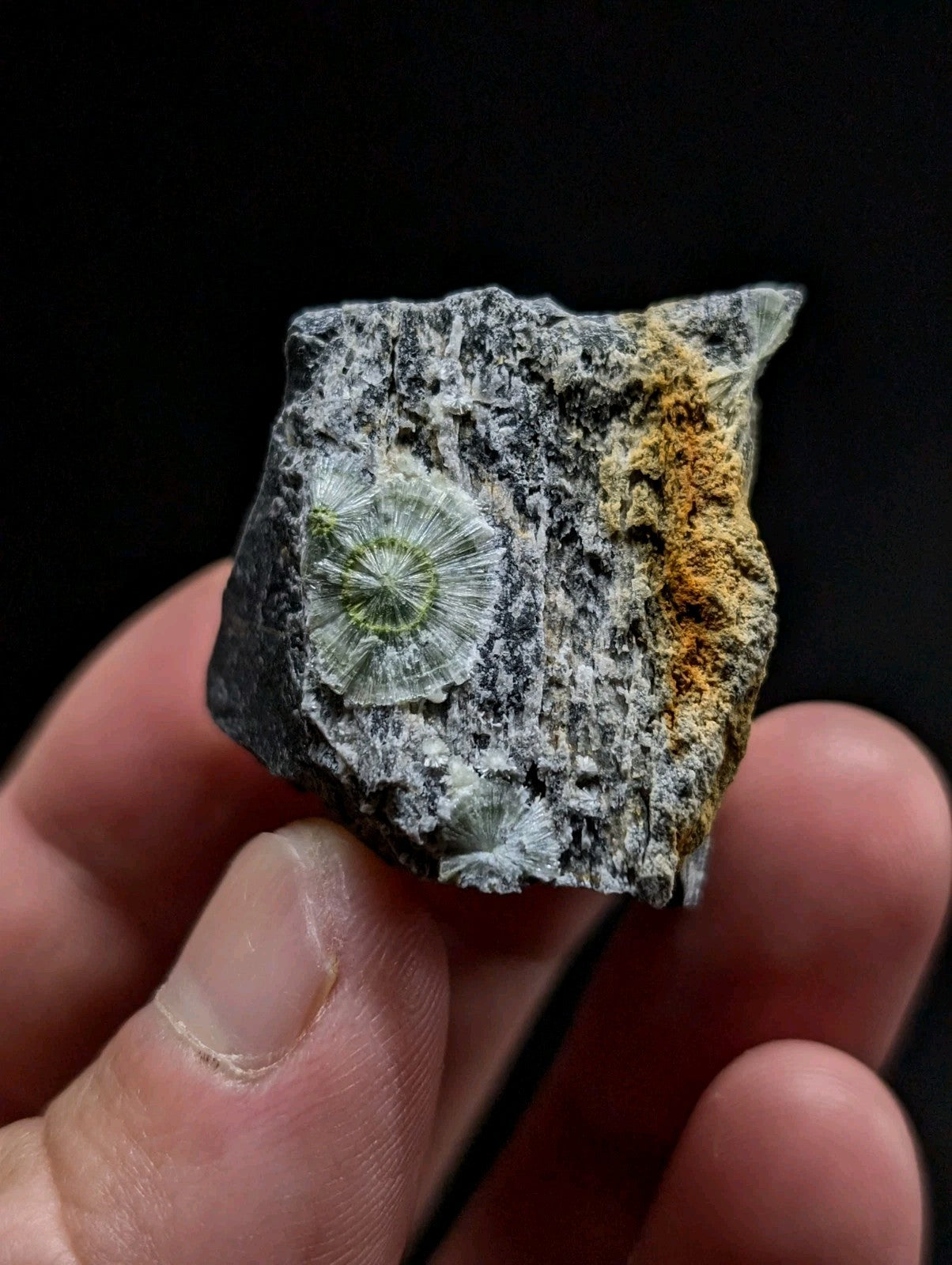 A hand holds a dark gray rock featuring a prominent, translucent green fossilized spiral with intricate radial patterns and an orange-brown mineral streak along its edge.