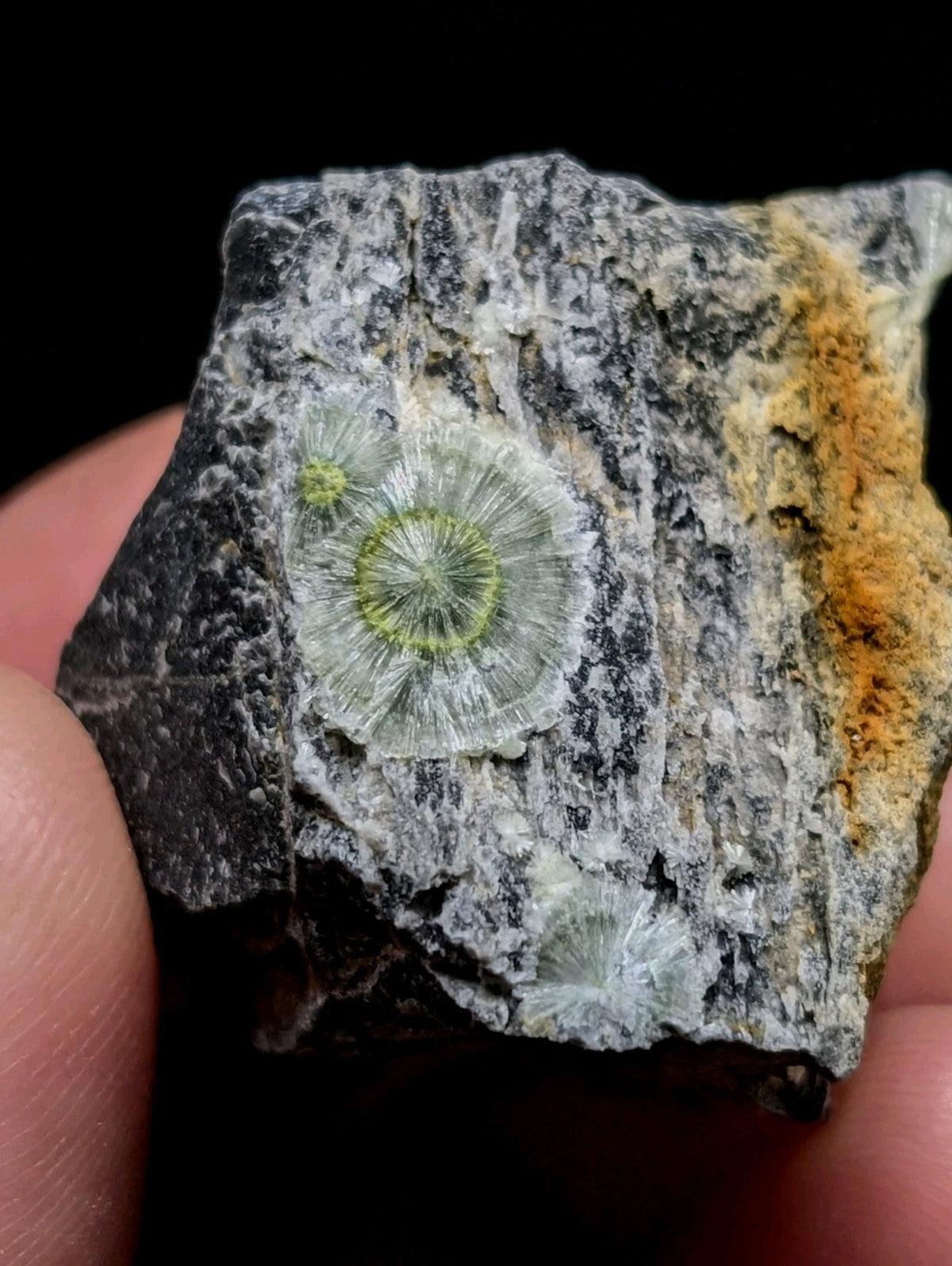 A fossilized green and white coral embedded in a dark, textured rock matrix.
