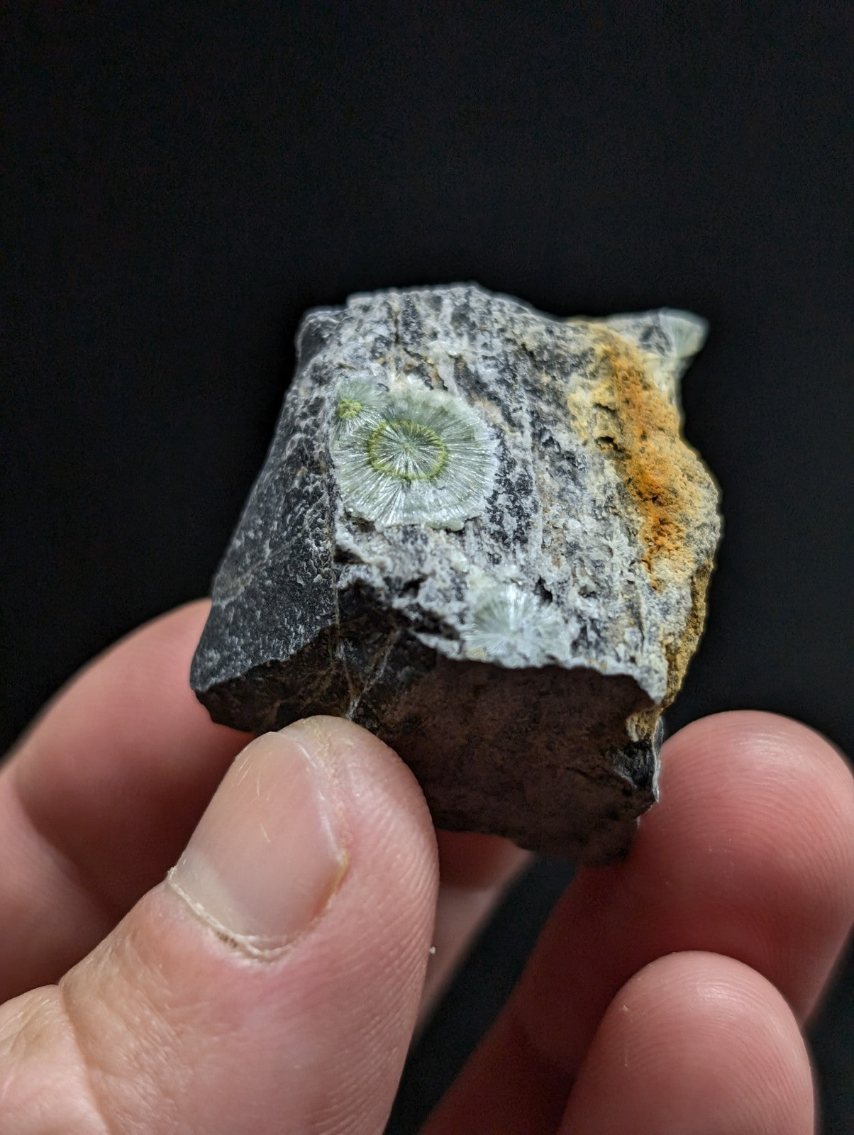 A fossilized coral specimen embedded in a dark, textured rock matrix with patches of orange mineralization.