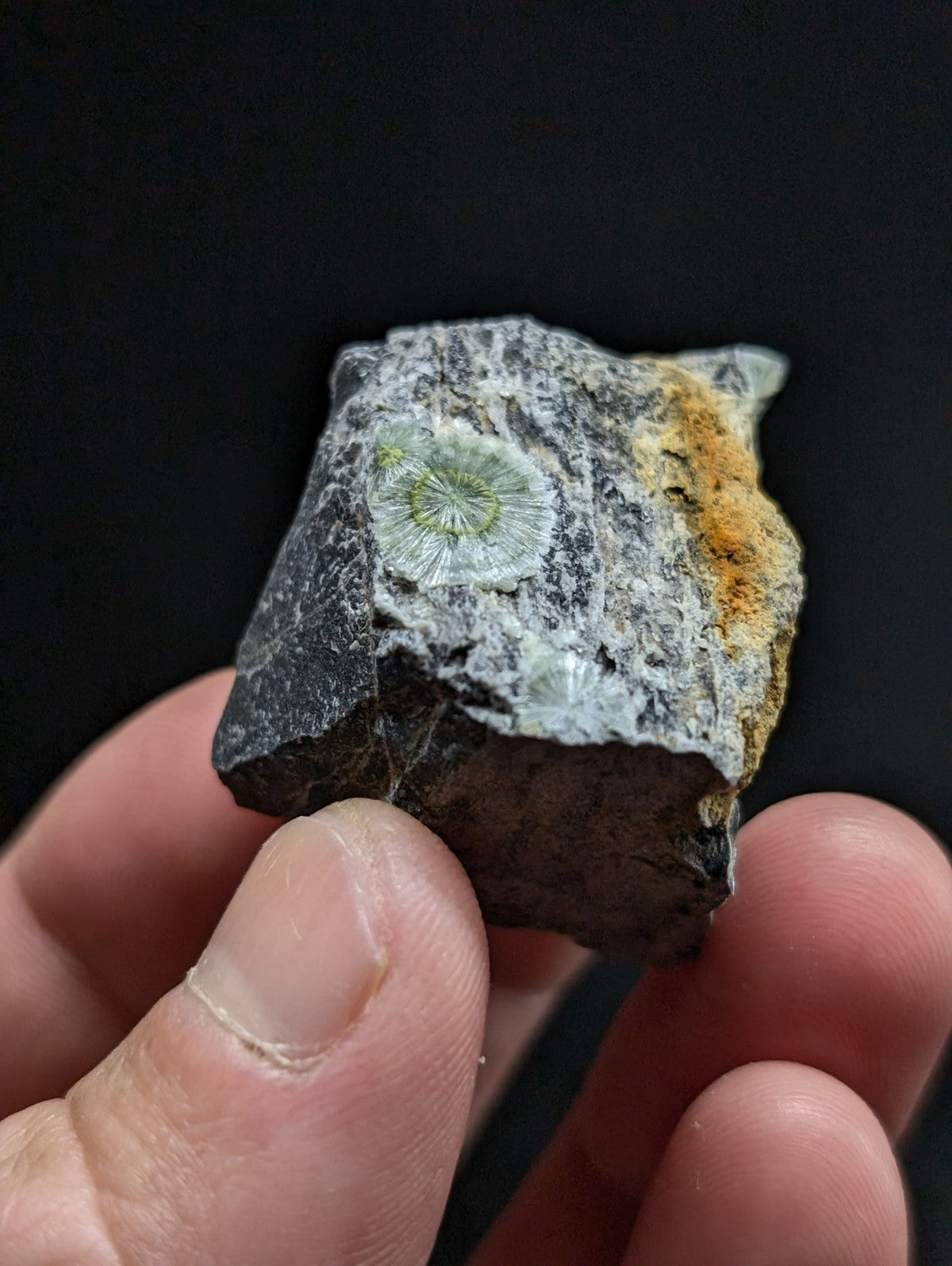 A fossilized coral specimen embedded in a dark, textured rock matrix with patches of orange mineralization.