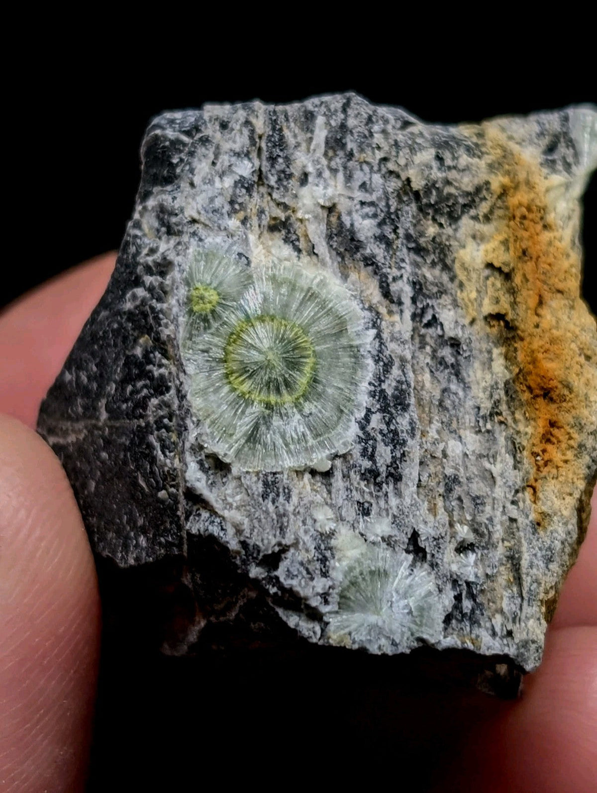 A fossilized green and white coral embedded in a rough, grayish-black rock with orange mineral streaks.
