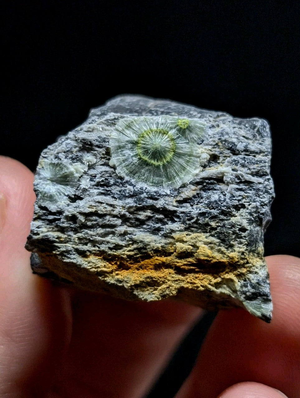 A hand holds a rough, grayish rock with a prominent green fossilized coral embedded in its surface.