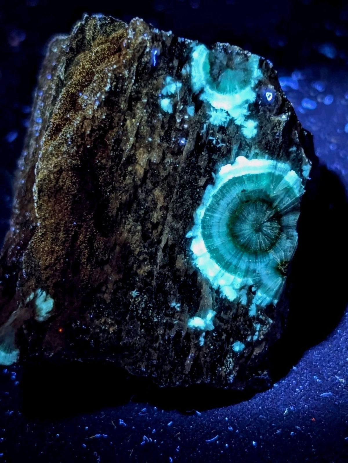 A striking, irregularly shaped rock featuring a glowing turquoise fossilized spiral pattern against its dark, textured surface.