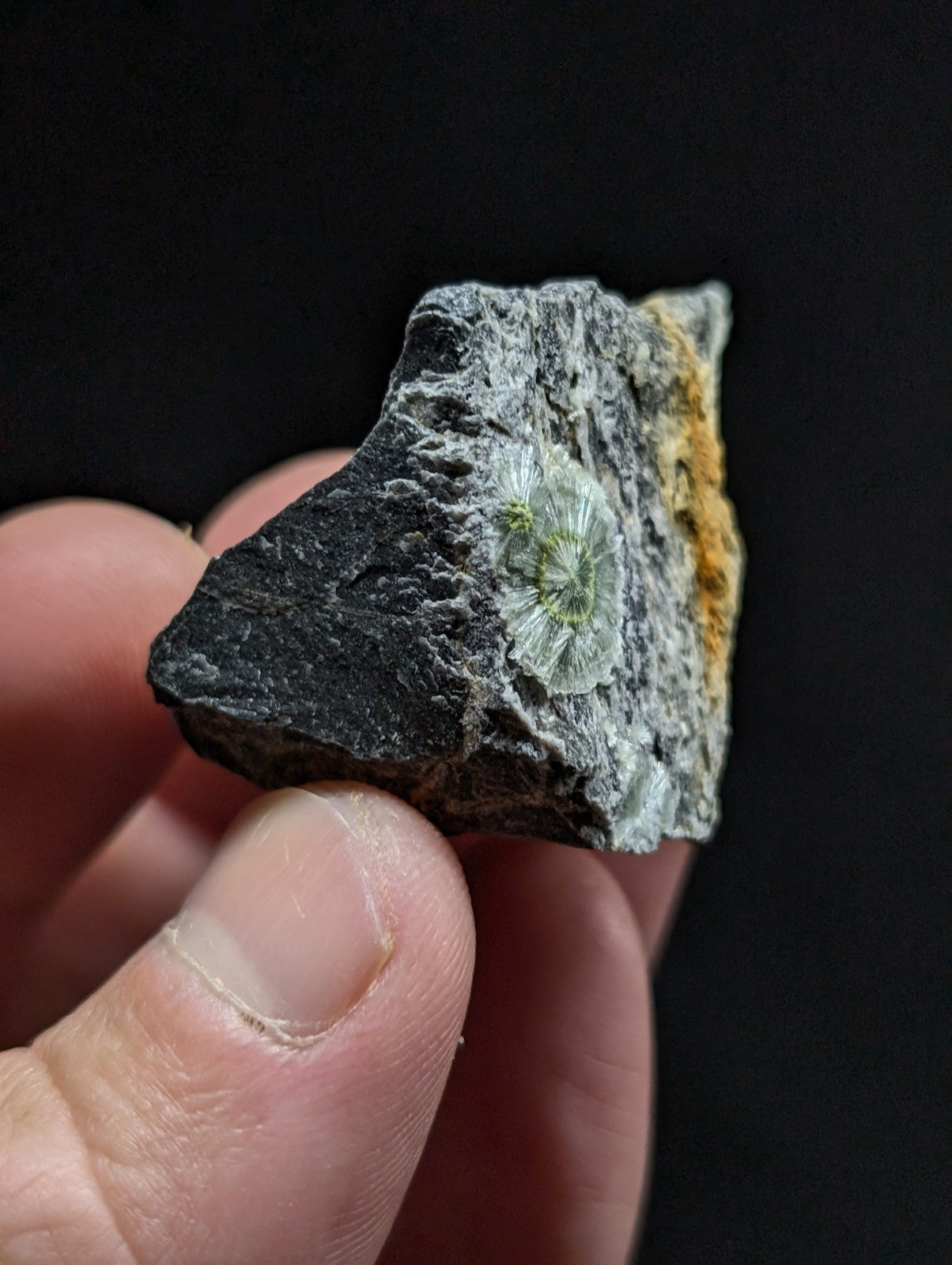 A hand holds a dark gray rock featuring a prominent, translucent green fossilized spiral.