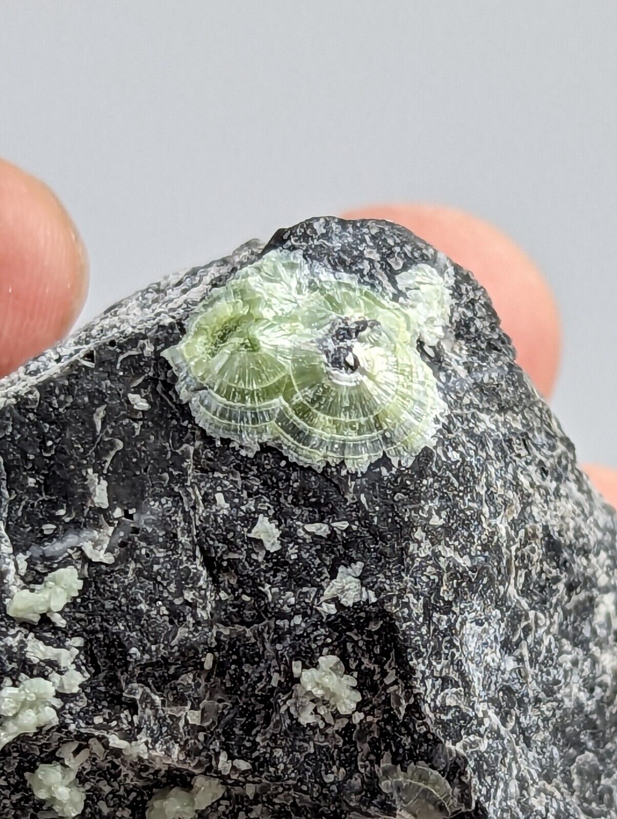 Wavellite - Fantastic 1990s Old Stock - Mauldin Mountain Arkansas - Collectibles:Rocks Fossils & Minerals:Crystals