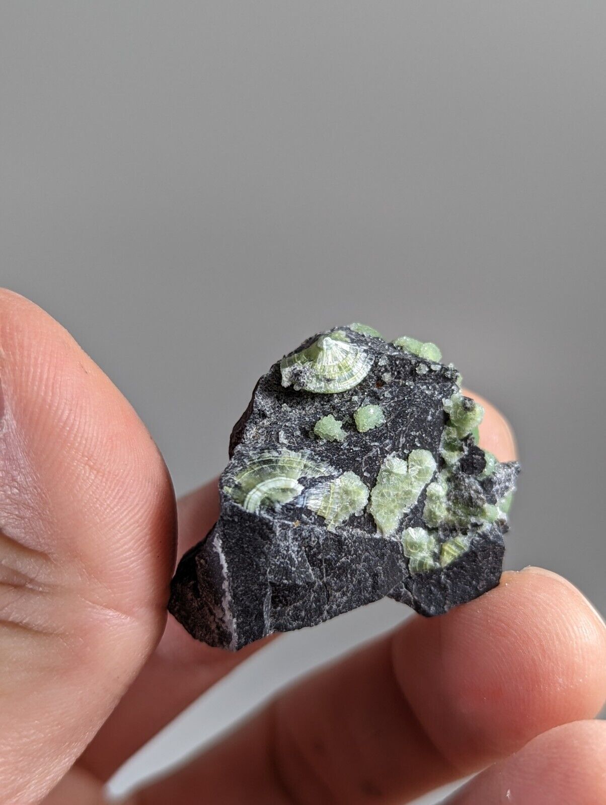 Wavellite - Fantastic 1990s Old Stock - Mauldin Mountain Arkansas - Collectibles:Rocks Fossils & Minerals:Crystals
