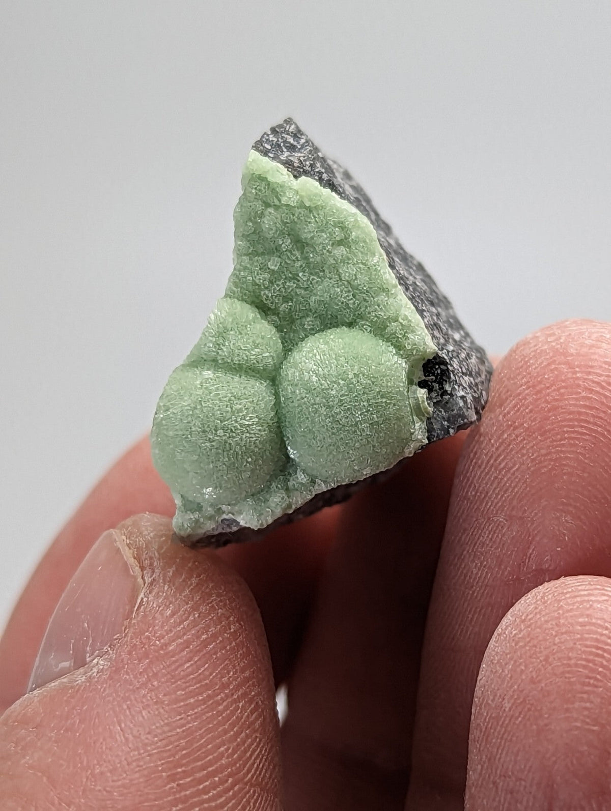 A light green, textured mineral specimen with rounded nodules set against a dark gray rock matrix.