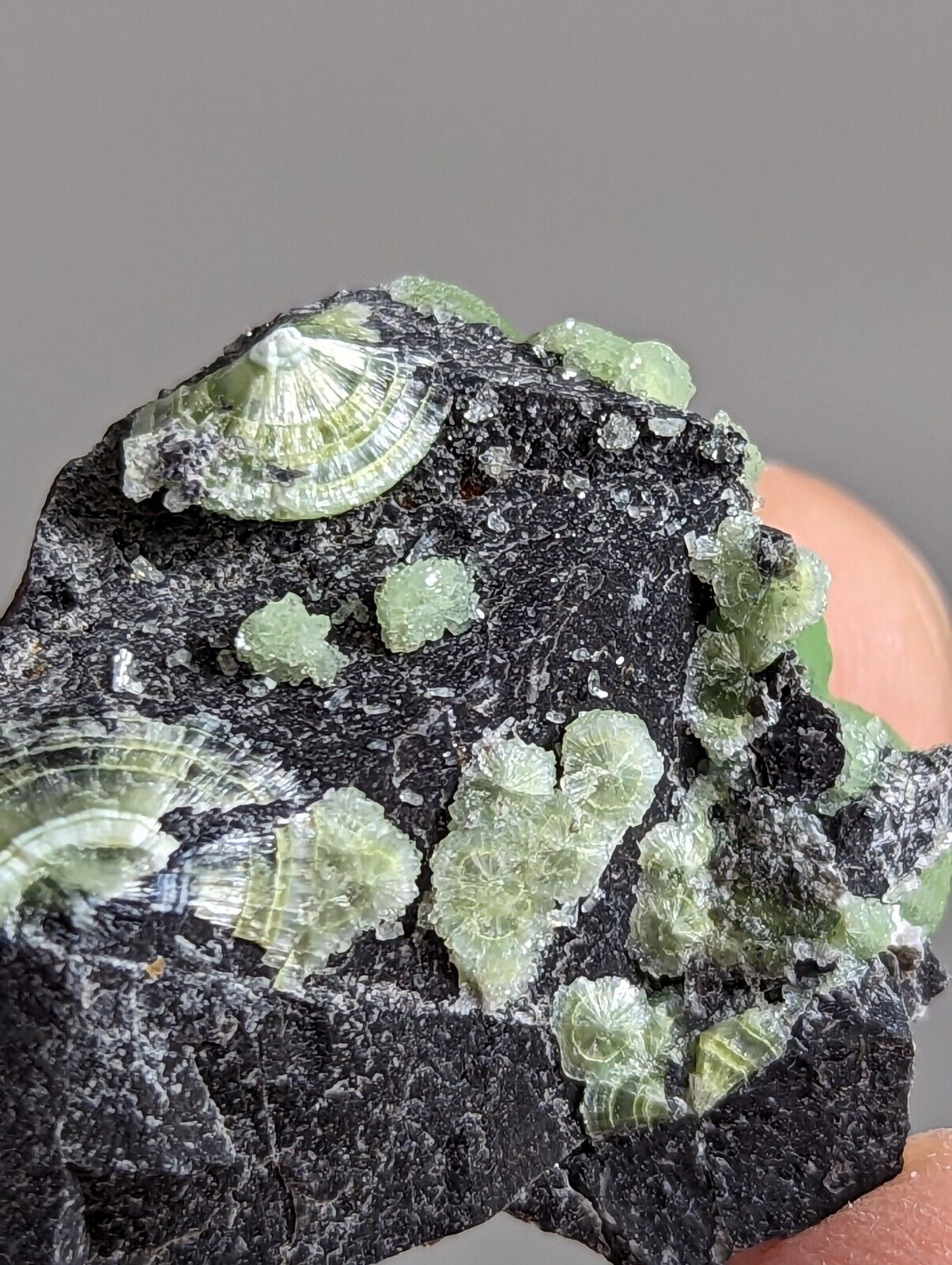 Wavellite - Fantastic 1990s Old Stock - Mauldin Mountain Arkansas - Collectibles:Rocks Fossils & Minerals:Crystals