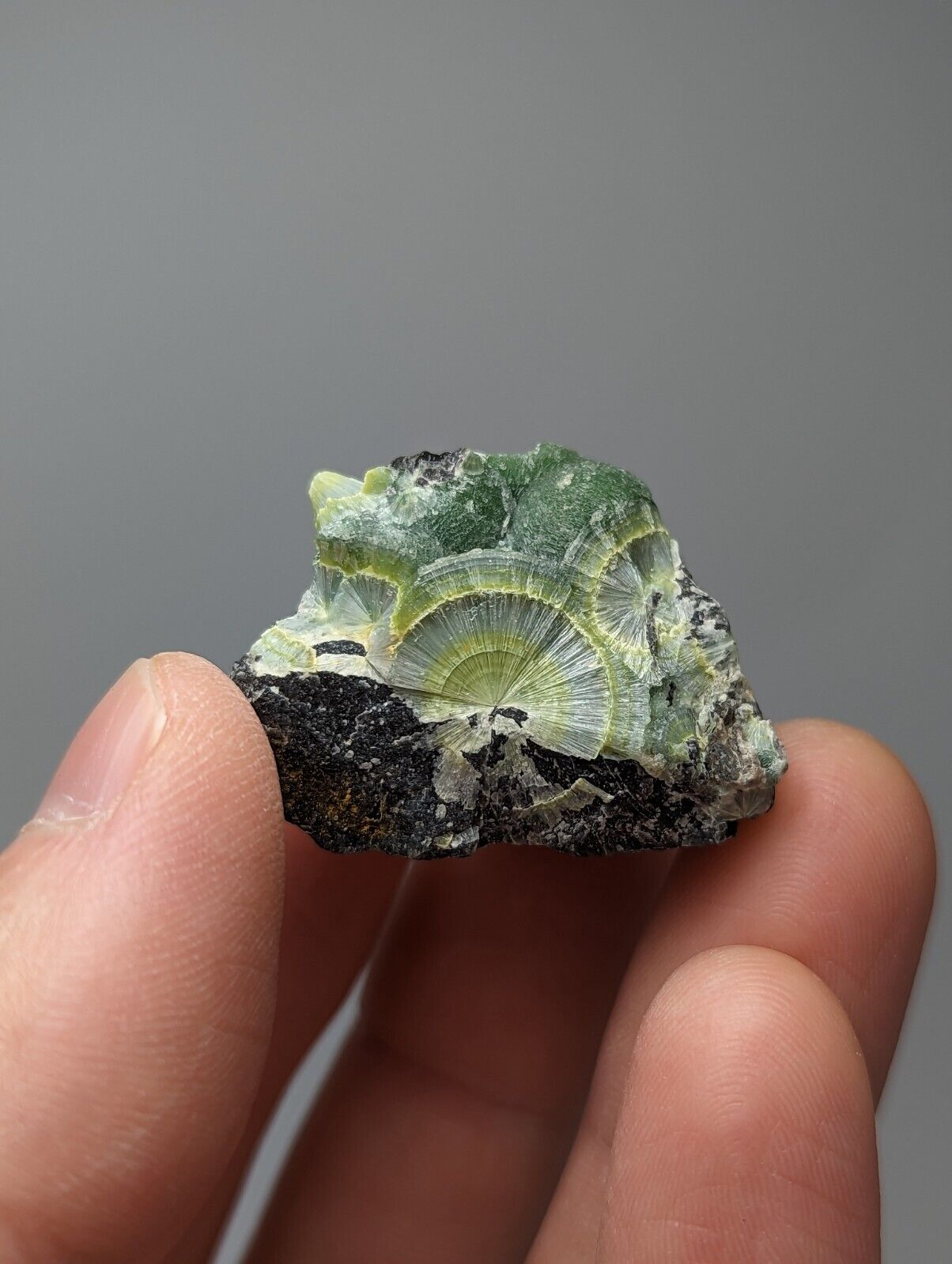Wavellite - Fantastic 1990s Old Stock - Mauldin Mountain Arkansas Large Eye - Collectibles:Rocks Fossils &