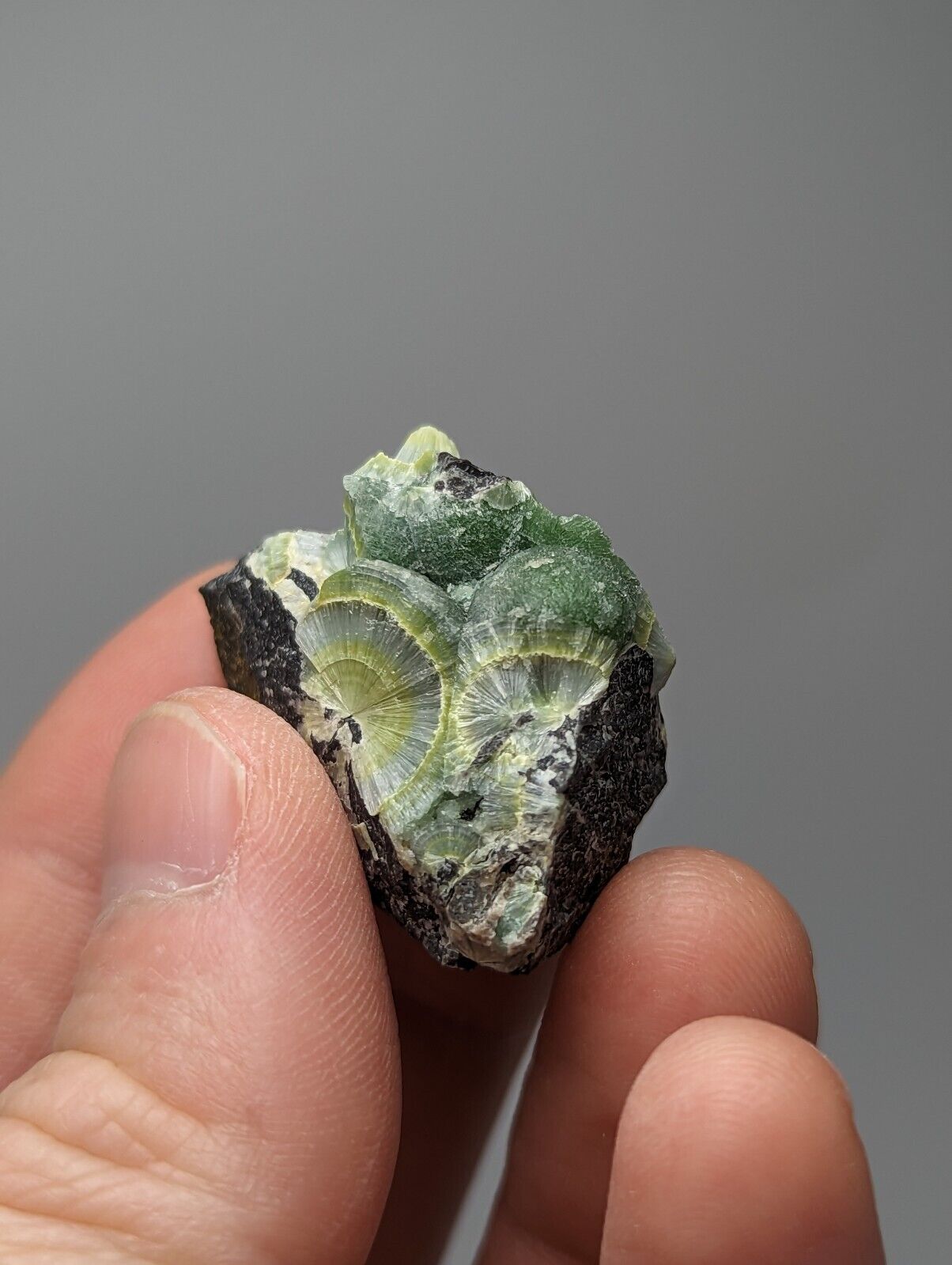 Wavellite - Fantastic 1990s Old Stock - Mauldin Mountain Arkansas Large Eye - Collectibles:Rocks Fossils &
