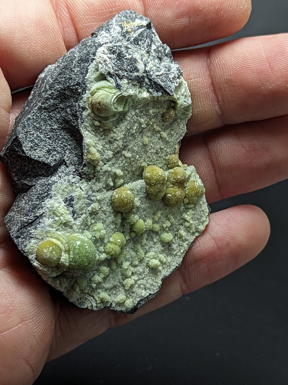 A hand holds a dark gray rock specimen featuring clusters of vibrant green, rounded mineral formations.