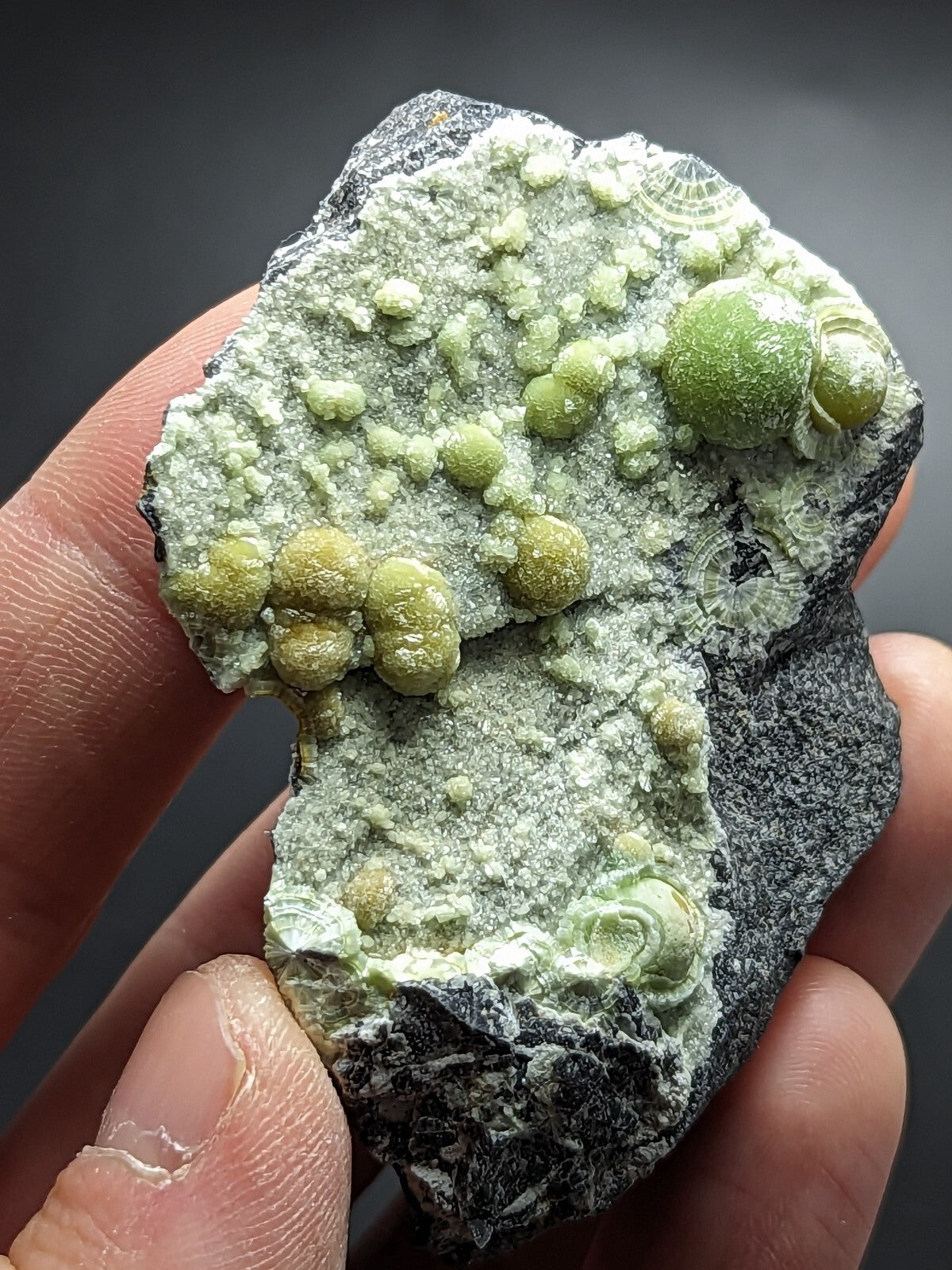 A hand holds a dark gray rock specimen featuring clusters of vibrant green, spherical mineral formations with some exhibiting spiral patterns.