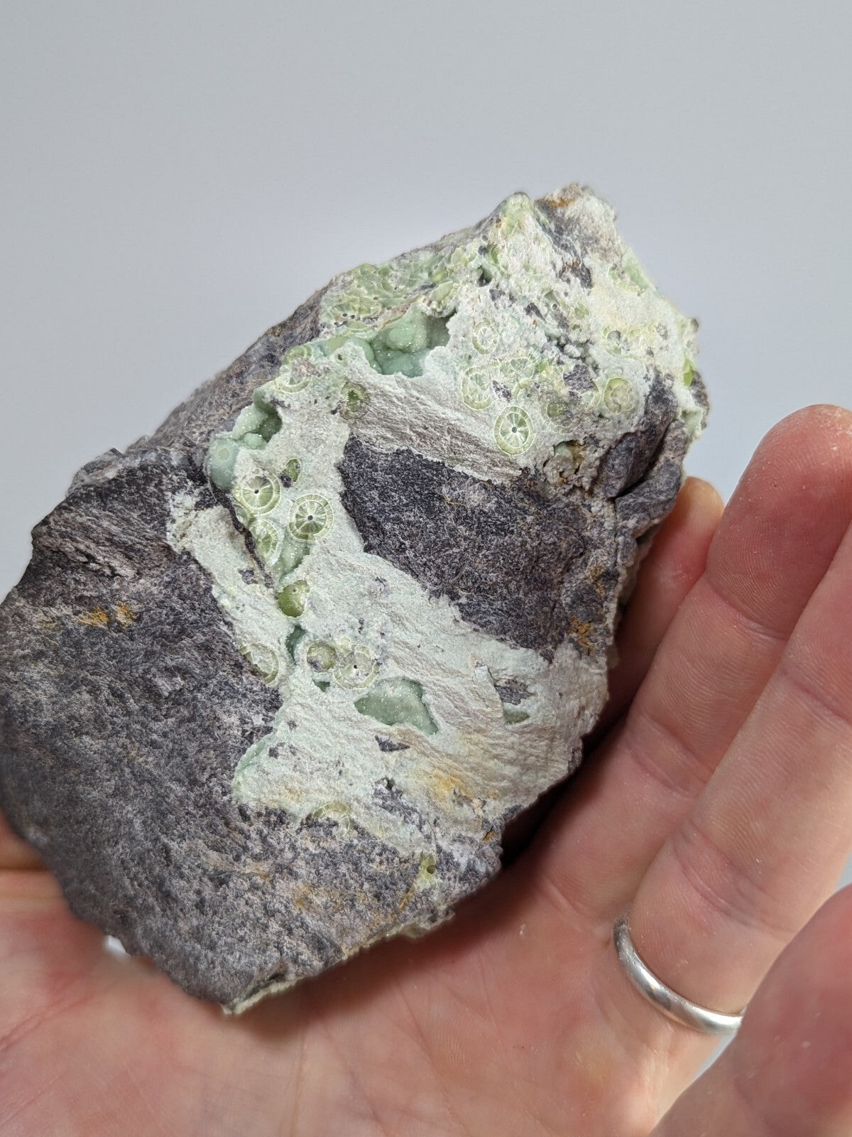 A hand holds a rugged, irregularly shaped rock specimen featuring patches of grayish matrix interspersed with light green, circular fossilized coral formations.