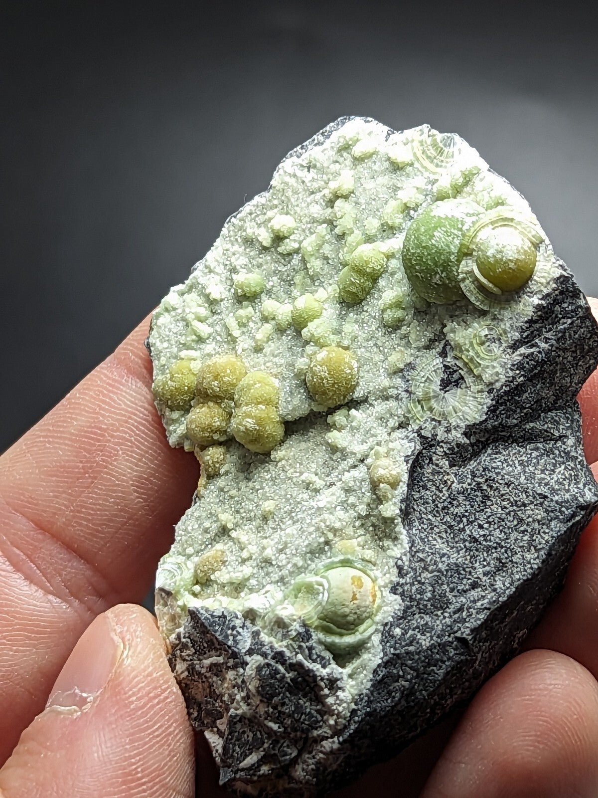 A hand holds a dark gray rock specimen featuring clusters of pale green, glossy fossilized snail shells embedded in its surface.