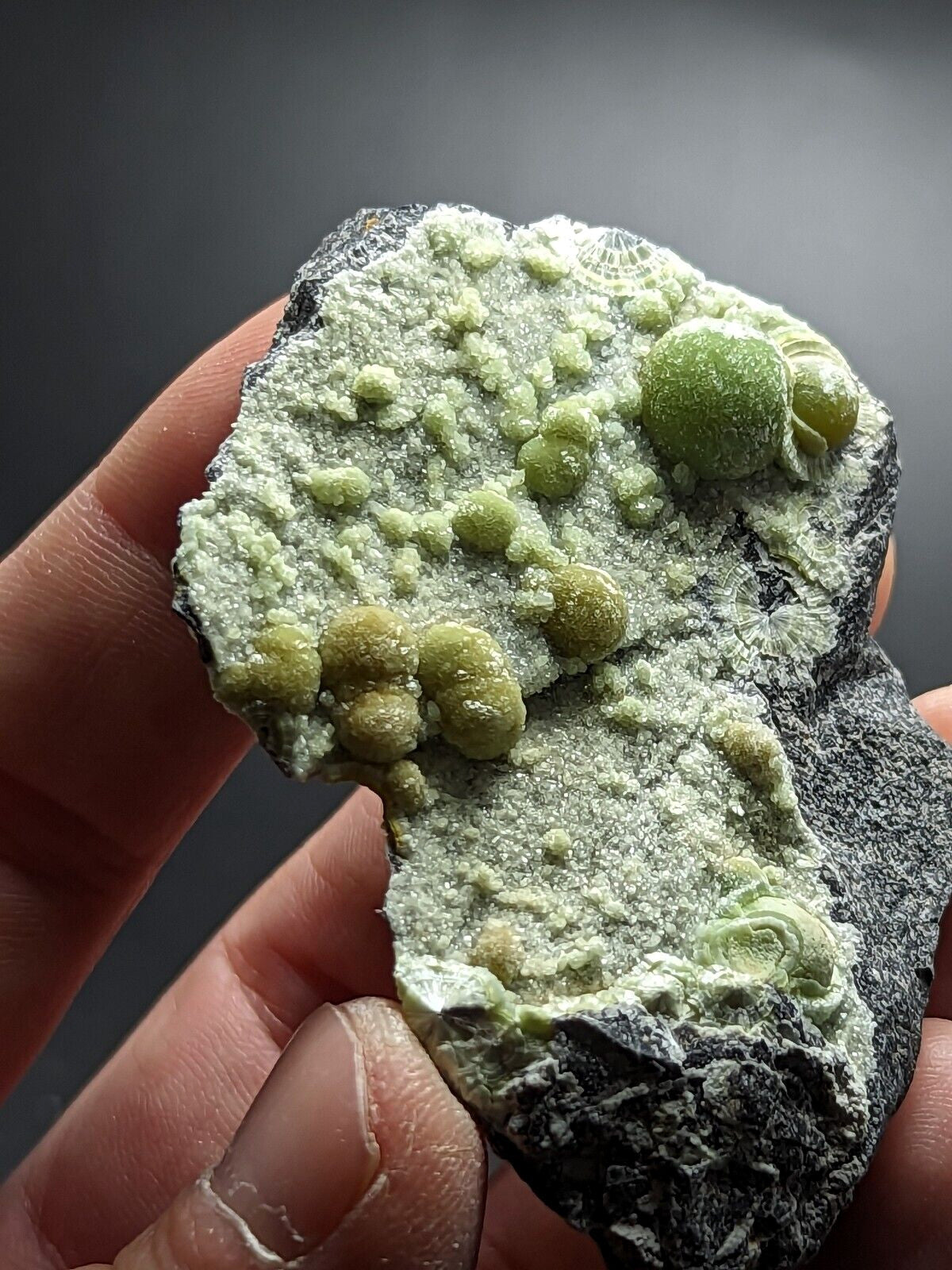 A hand holds a dark gray rock specimen featuring clusters of vibrant green, spherical mineral formations with a crystalline texture.