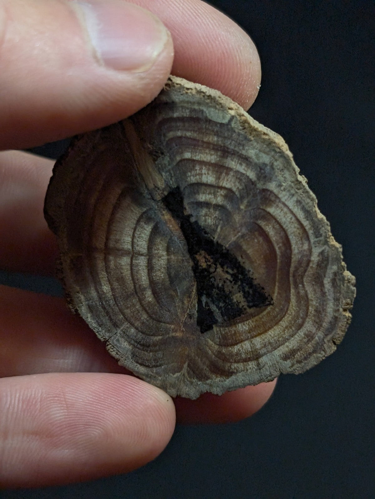 A rustic, circular cross-section of a petrified wood slice with concentric growth rings and a darkened central core.