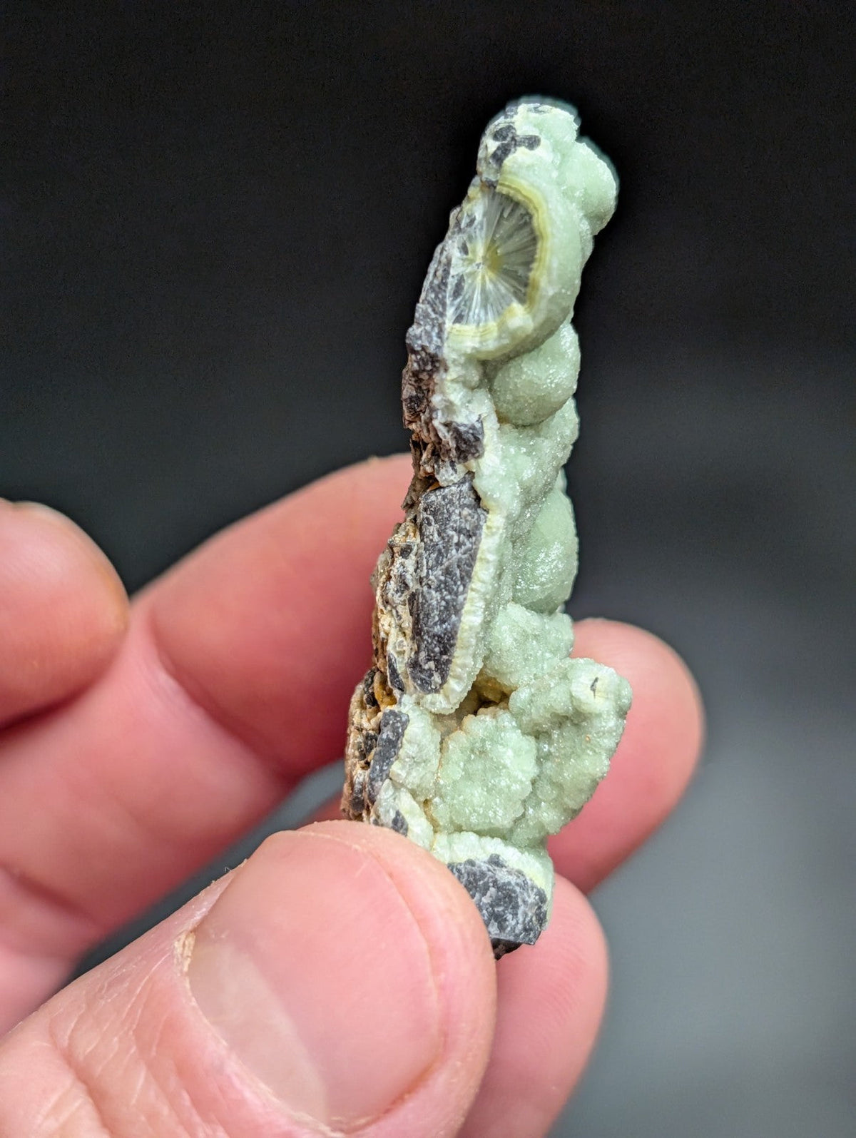 A pale green, textured mineral specimen with a distinctive cross-section resembling a citrus slice.