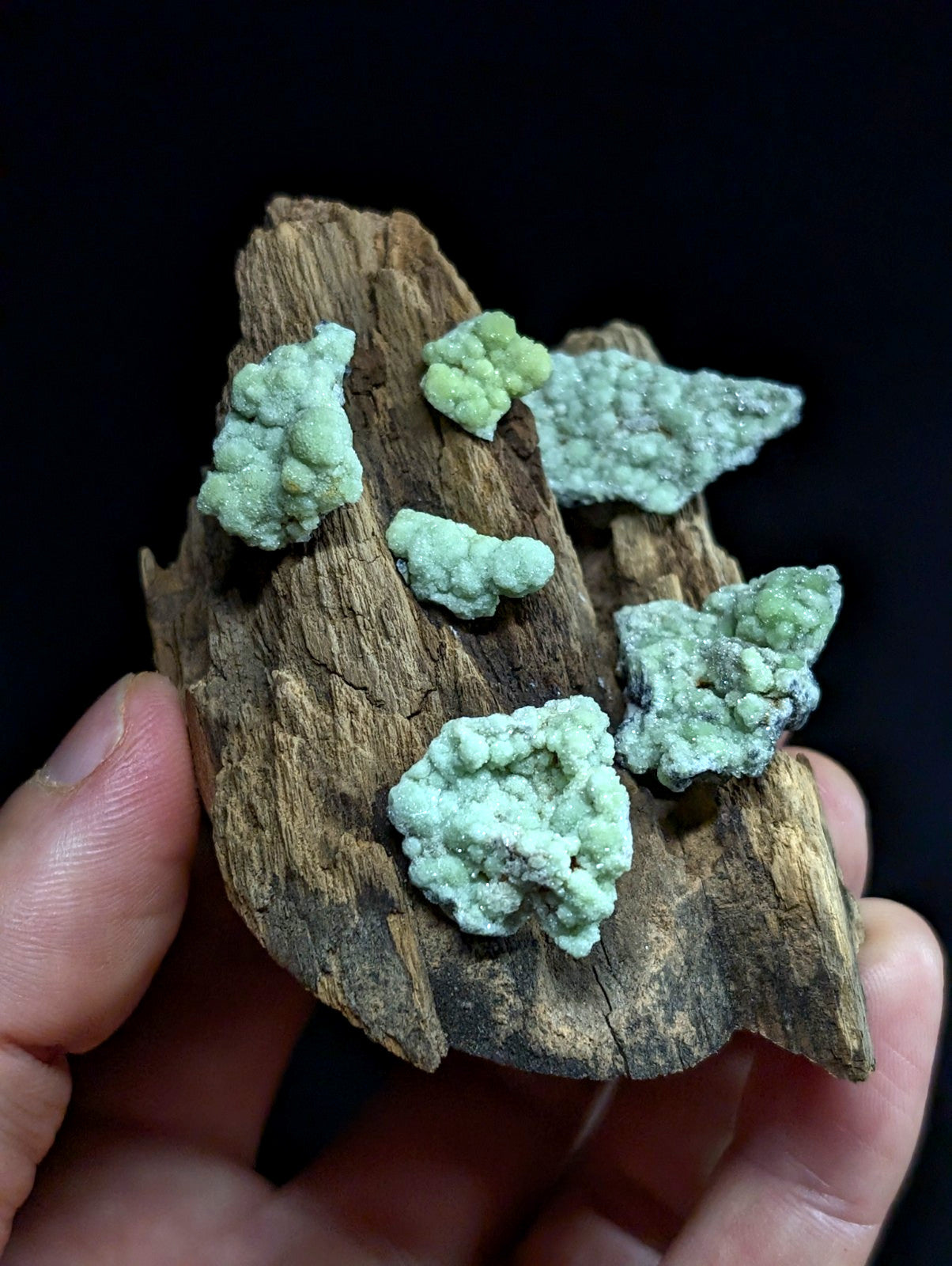 A hand holds a piece of weathered, brown driftwood adorned with several clusters of light green, crystalline mineral formations.