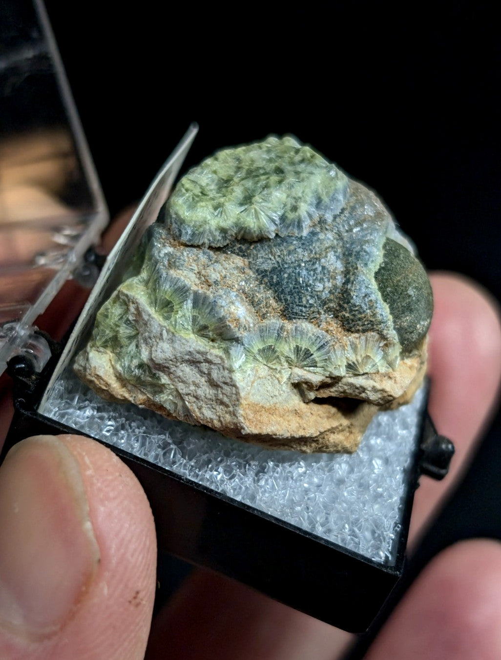 A green and gray fossilized coral specimen with intricate, fan-like structures embedded in a rough-textured rock matrix.