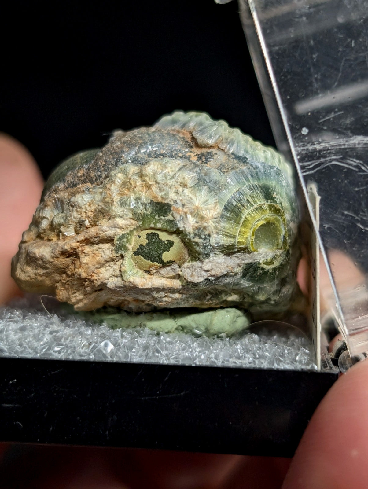 A textured, greenish-gray fossilized shell with a spiral pattern and visible internal chambers.