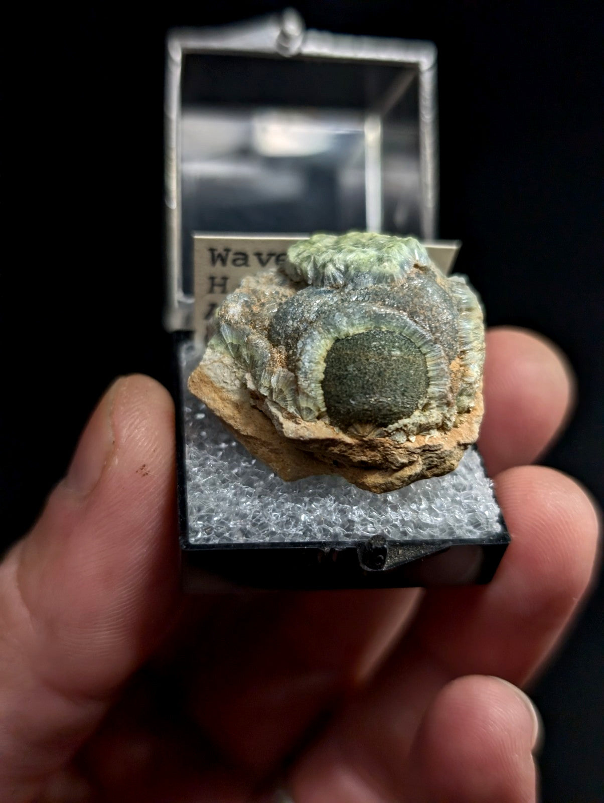 A green and brown fossilized wave shell specimen displayed in a clear, silver-framed display case.