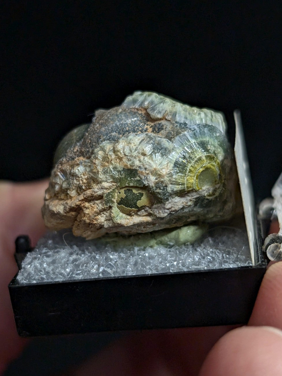 A fossilized brachiopod specimen with a textured, layered exterior in shades of green and gray, encased within a black display box lined with protective foam.