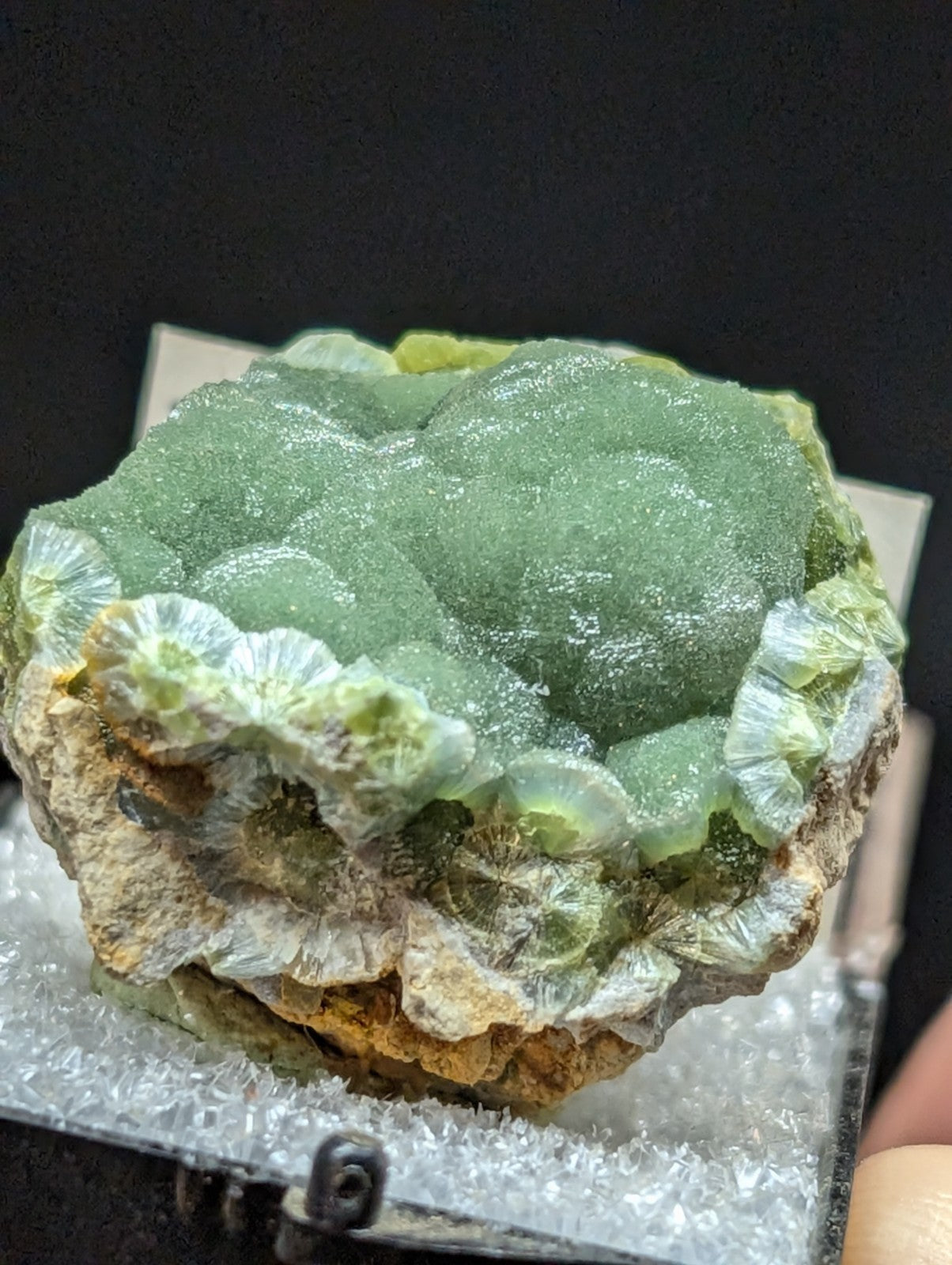 A striking green chrysoprase specimen with a translucent, brain-like texture and delicate white crystalline formations along its edges.