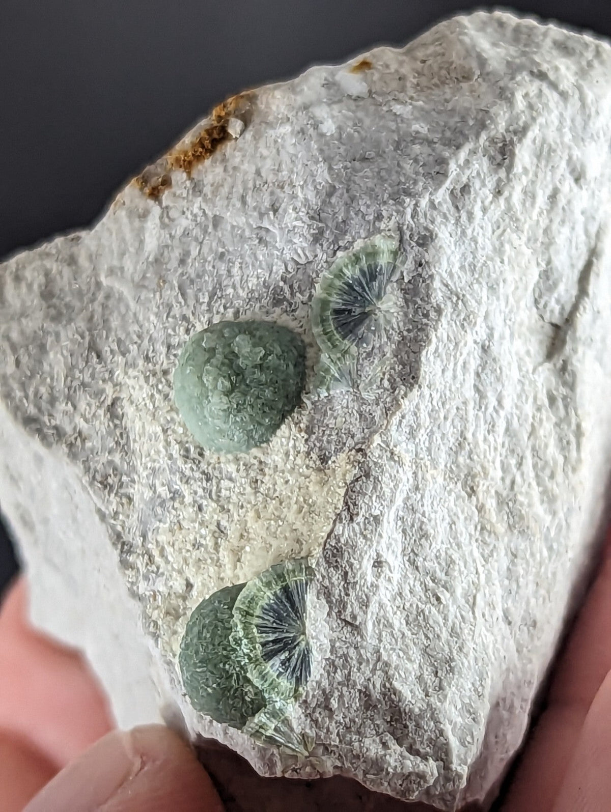 A light green, translucent fossilized shell embedded in a rough white rock matrix.