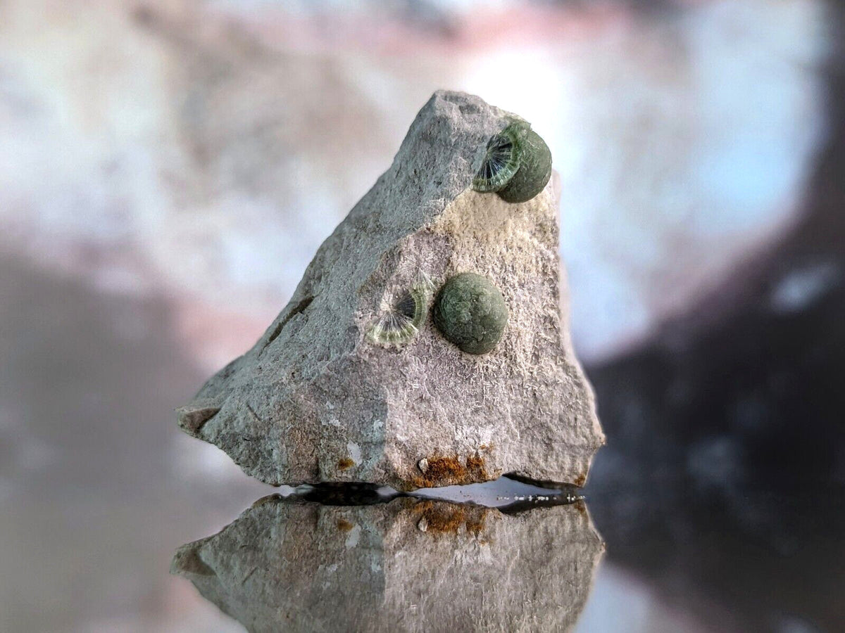 A gray, textured rock with two small greenish-brown snails clinging to its surface.