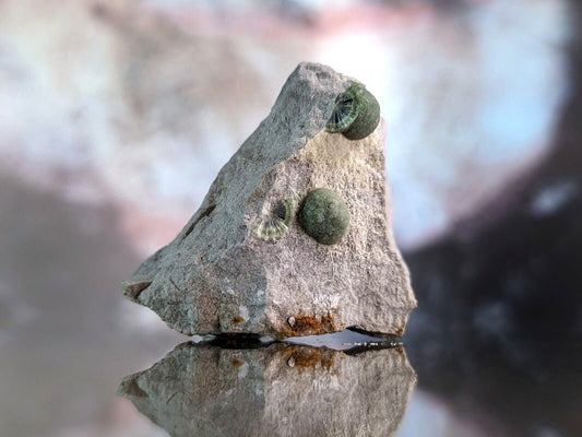 A gray, textured rock with two small greenish-brown snails clinging to its surface.