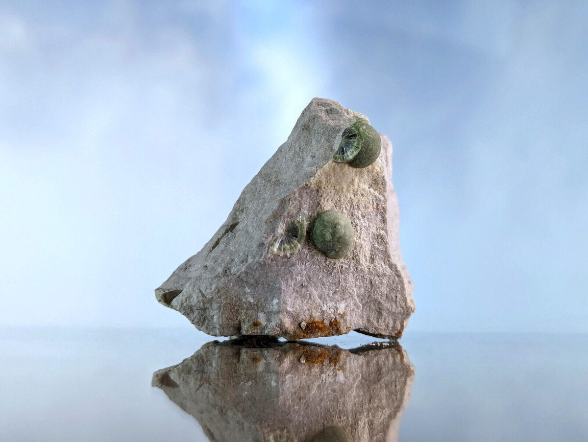 A rugged, gray rock with two embedded greenish-gray spherical fossils.