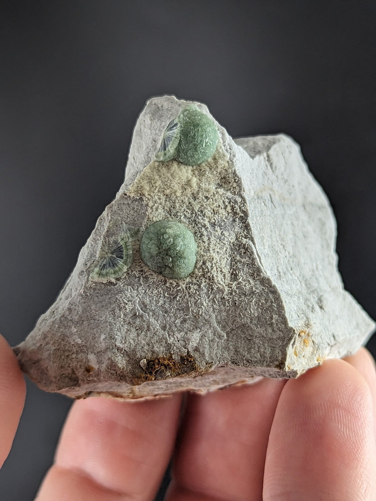 A gray rock specimen featuring two prominent green, spherical fossils with delicate radial patterns.