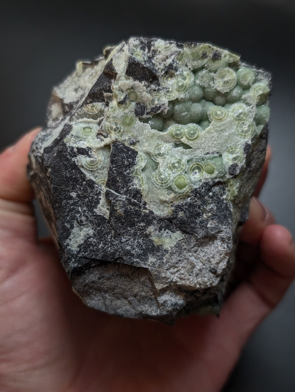 A hand holds a rugged, dark gray rock specimen featuring intricate light green fossilized coral formations with circular patterns.