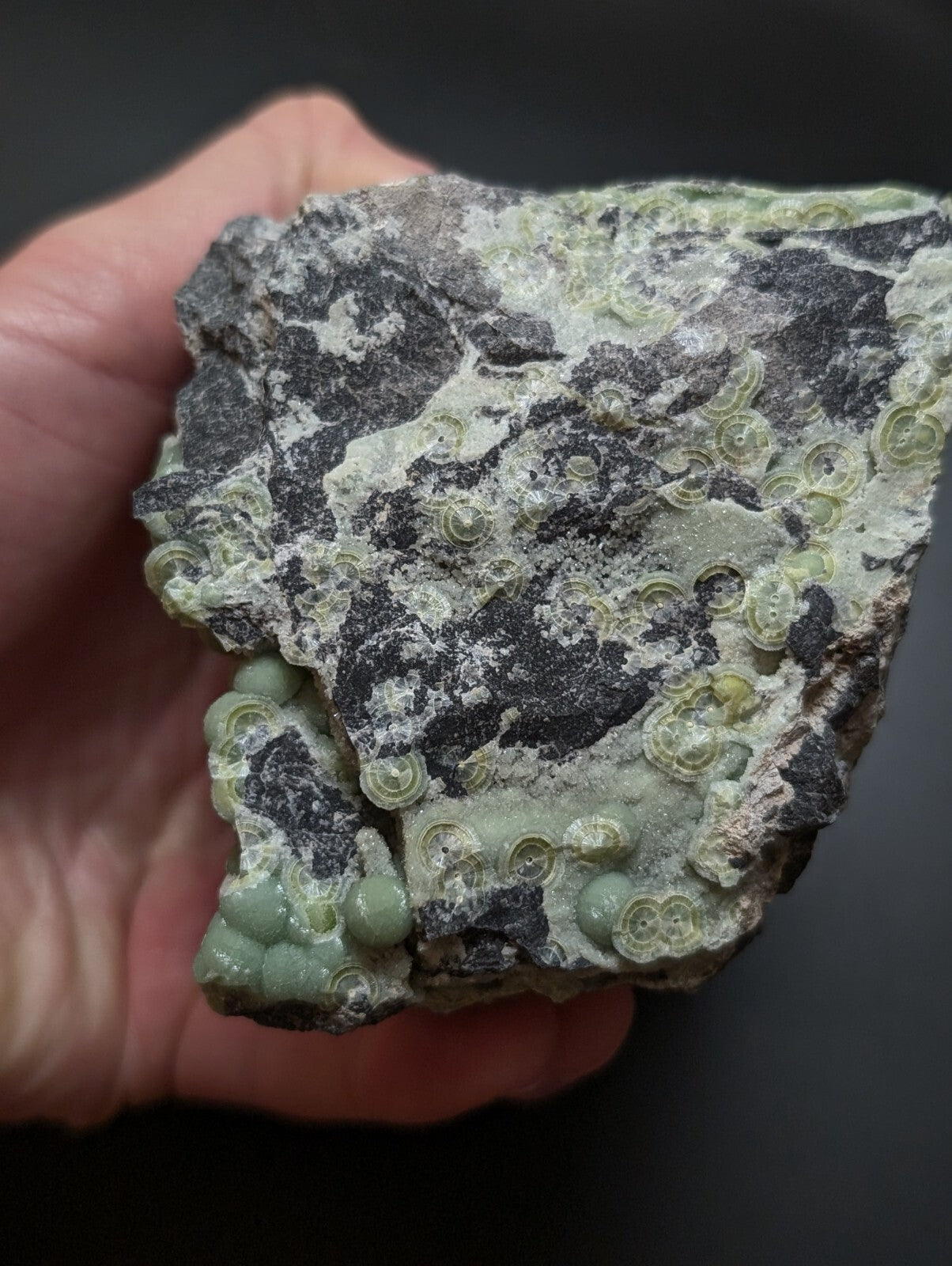 A hand holds a rough, irregularly shaped rock specimen featuring embedded greenish-gray fossilized coral formations with circular and spiral patterns.