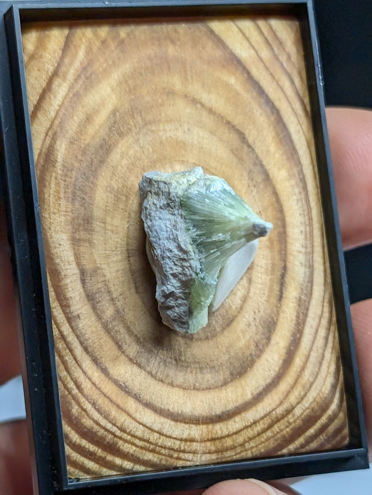 A pale green, translucent mineral specimen with a crystalline structure and grayish matrix is displayed in a black-framed wooden presentation box.