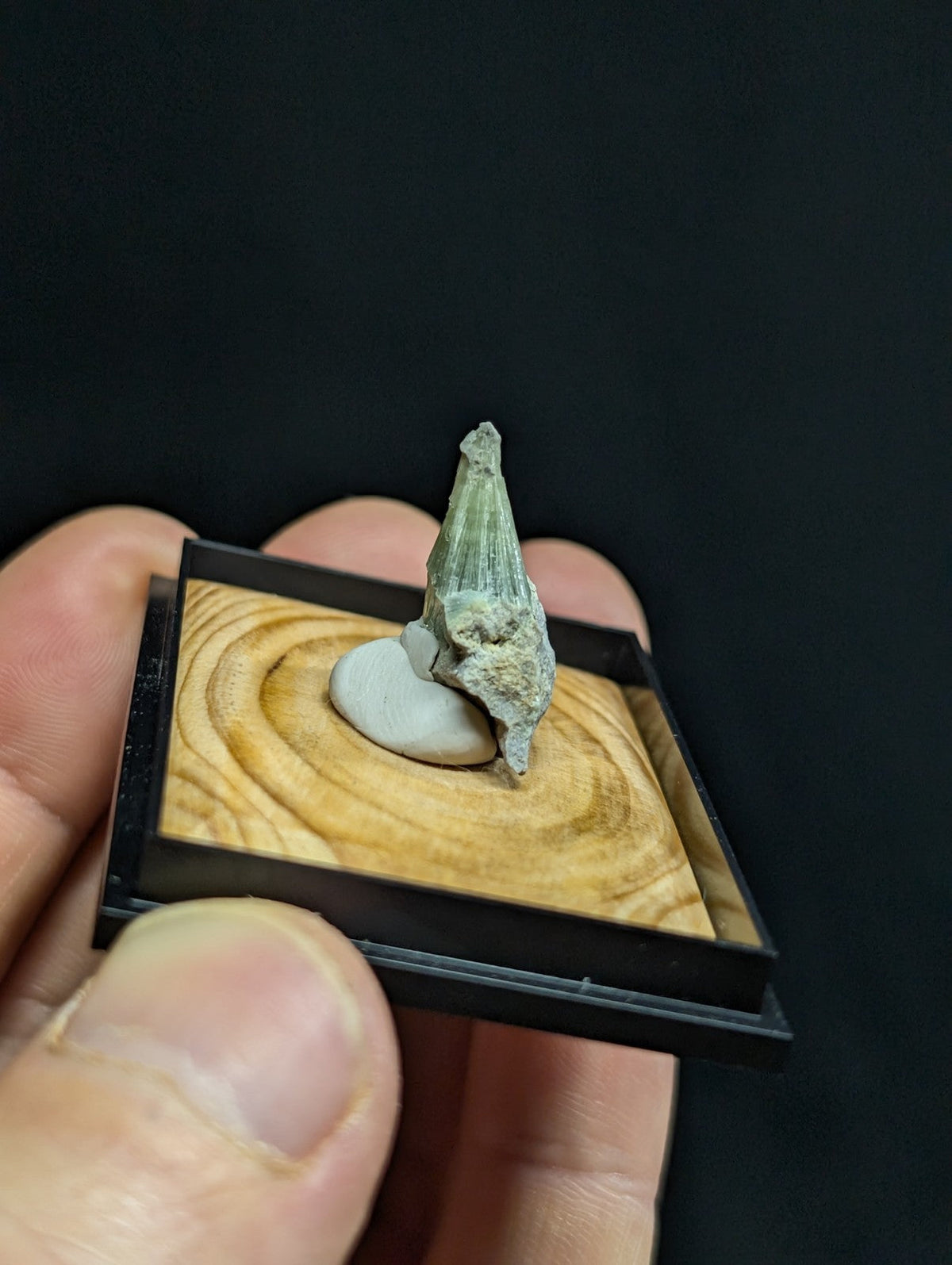 A greenish-gray fossilized tooth with a textured, ridged surface stands upright on a small white stone within a wooden display tray.