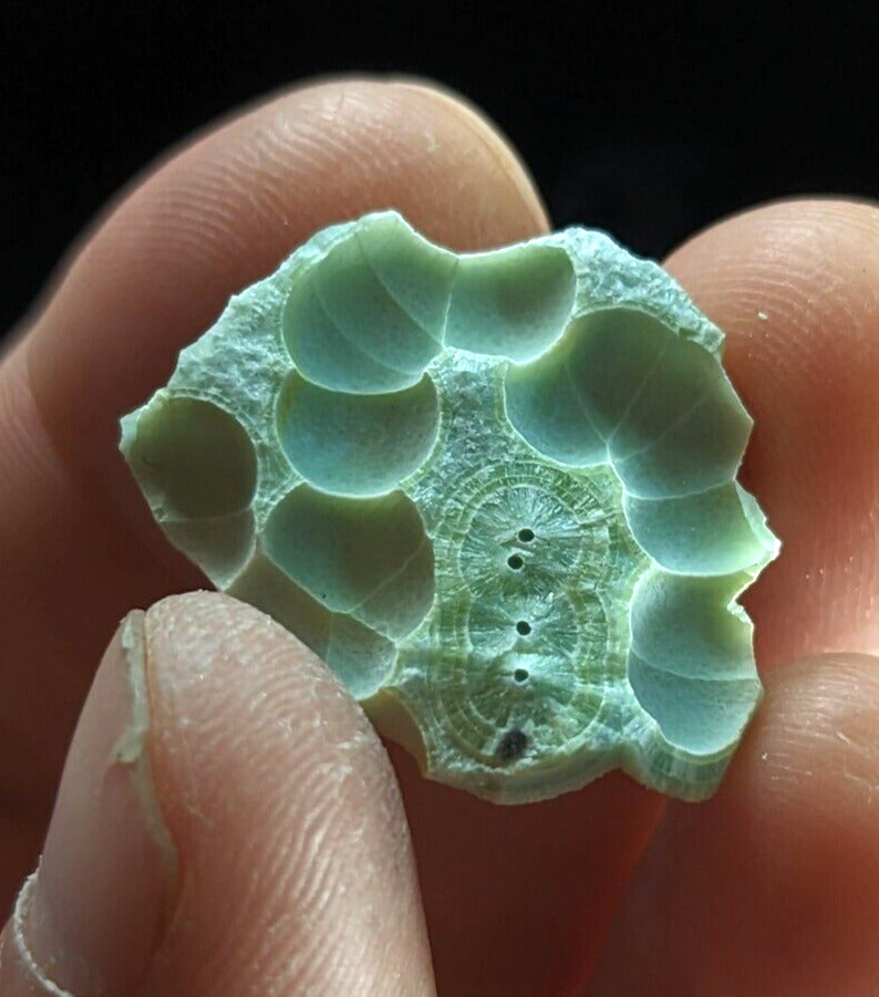 Wavellite ’Shell’ - Fantastic Old Stock - Mauldin Mountain Arkansas unique! - Collectibles:Rocks Fossils &