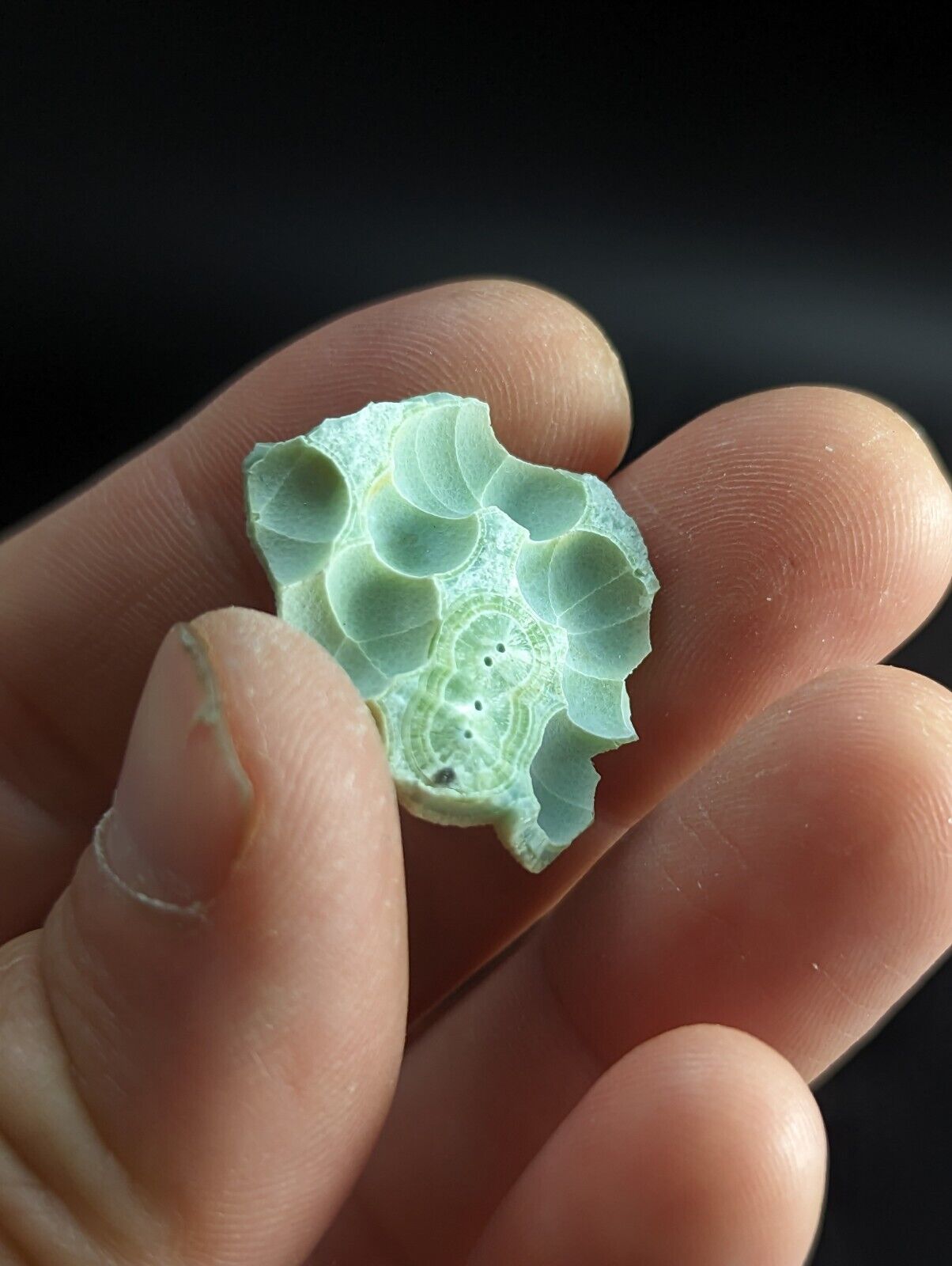 Wavellite ’Shell’ - Fantastic Old Stock - Mauldin Mountain Arkansas unique! - Collectibles:Rocks Fossils &