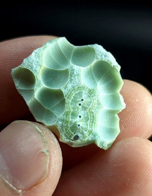 Wavellite ’Shell’ - Fantastic Old Stock - Mauldin Mountain Arkansas unique! - Collectibles:Rocks Fossils &