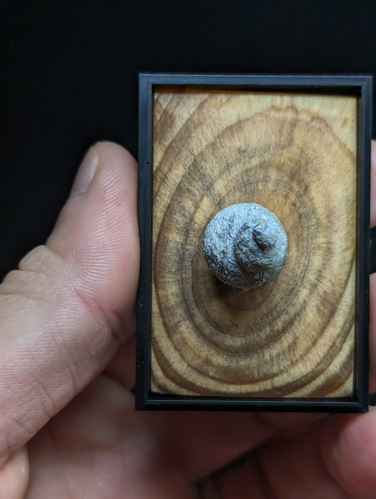 A small, grayish-blue snail shell with a textured surface sits centered on a circular wood grain background within a black-framed display case.