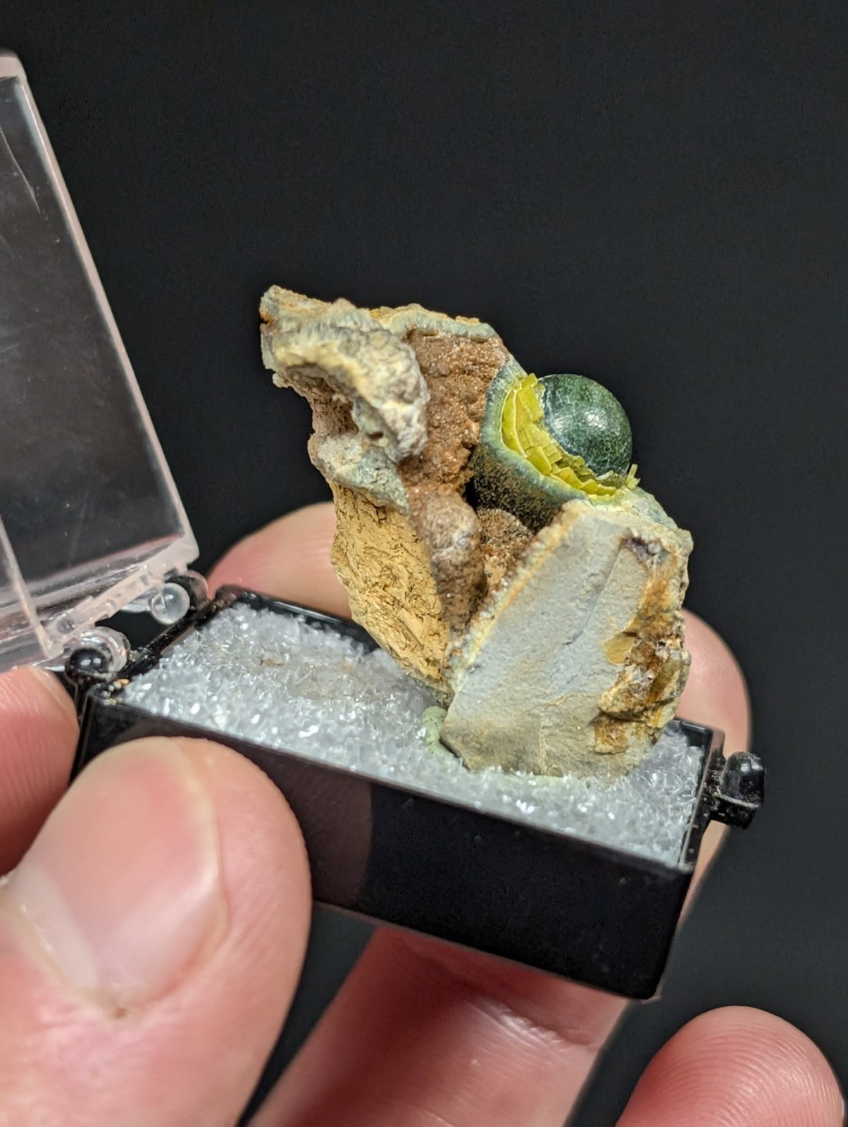 A polished green and yellow fossilized ammonite nestled in a rugged, earth-toned rock matrix within a sleek black display case.