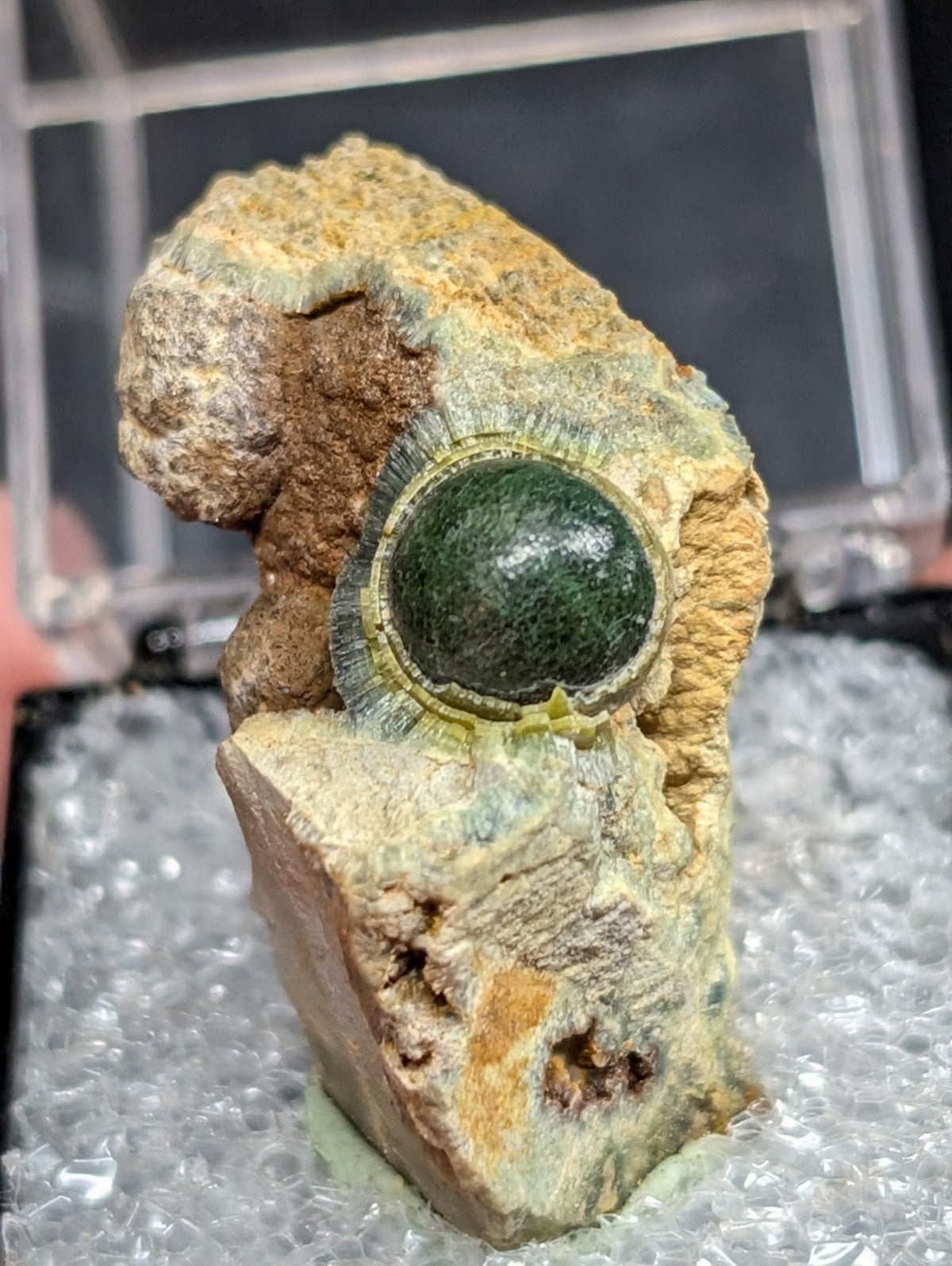 A polished green fossilized ammonite embedded in a textured, earth-toned rock matrix.