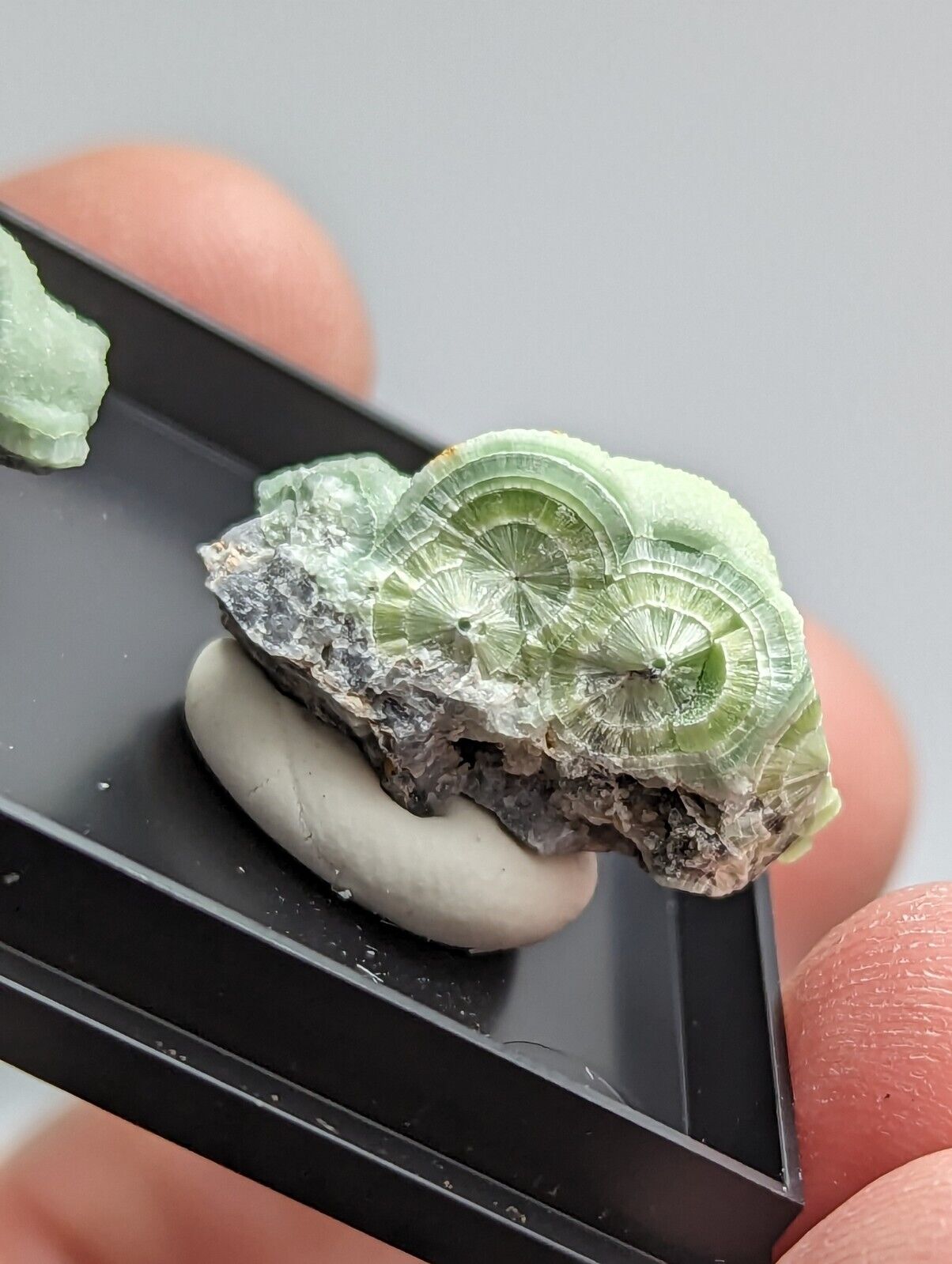 Wavellite - Unique Set of 2 w/ case - Old Stock - Mauldin Mountain Arkansas - Collectibles:Rocks Fossils &