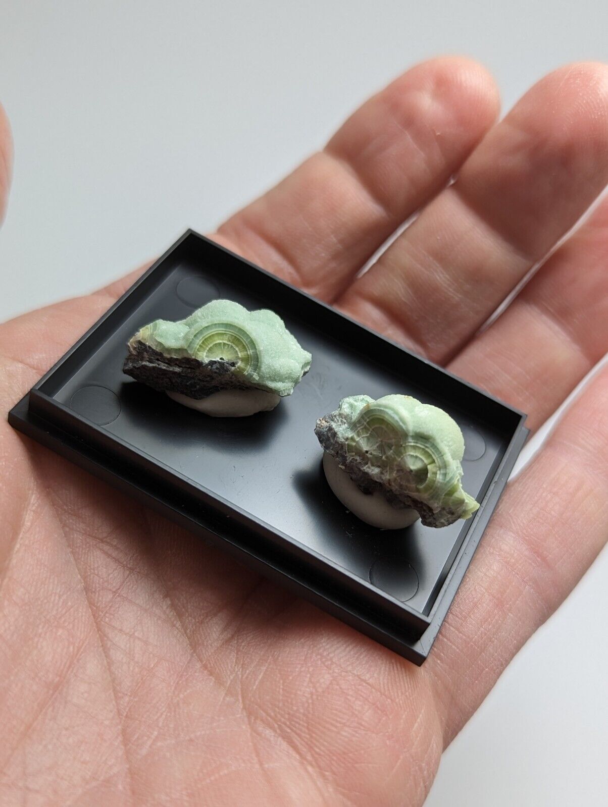 Wavellite - Unique Set of 2 w/ case - Old Stock - Mauldin Mountain Arkansas - Collectibles:Rocks Fossils &