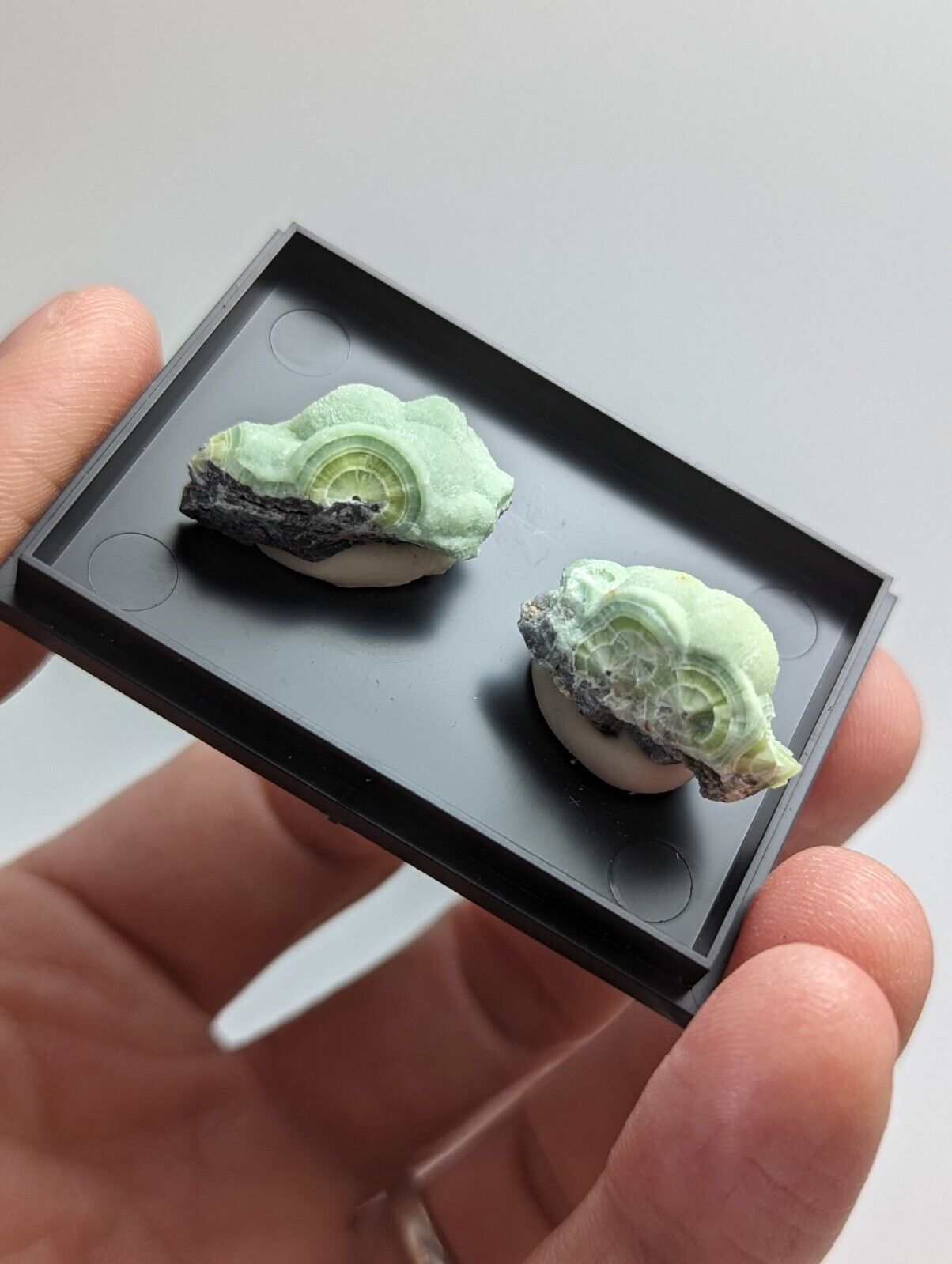 Wavellite - Unique Set of 2 w/ case - Old Stock - Mauldin Mountain Arkansas - Collectibles:Rocks Fossils &