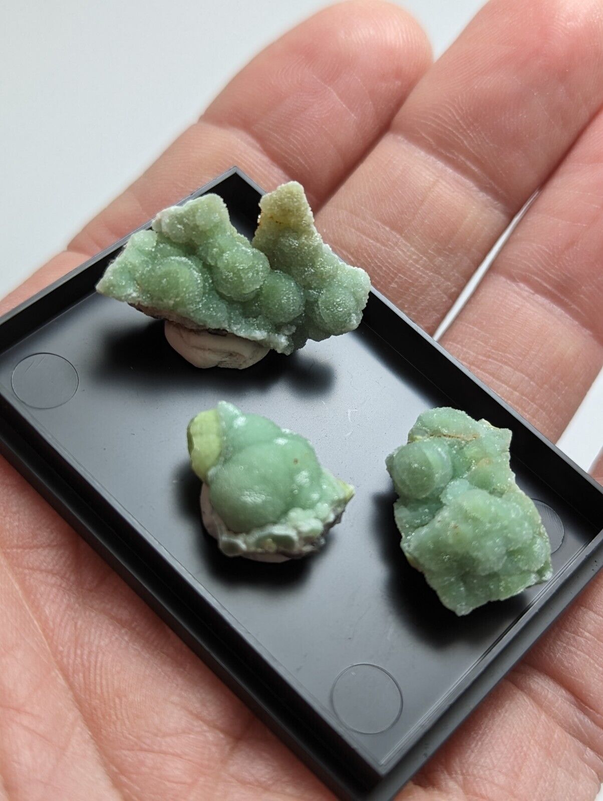 Wavellite - Unique Set of 3 w/ case - Old Stock - Mauldin Mountain Arkansas - Collectibles:Rocks Fossils &